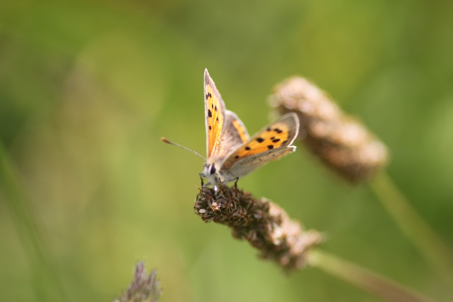 bosloe hay meadows 2.jpg