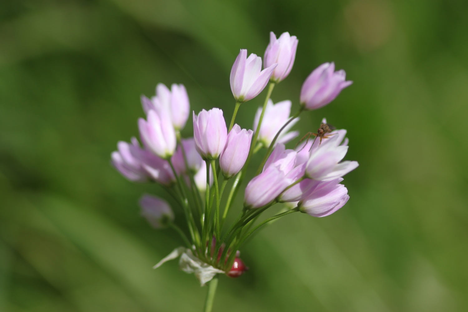 bosloe hay meadows 1.jpg