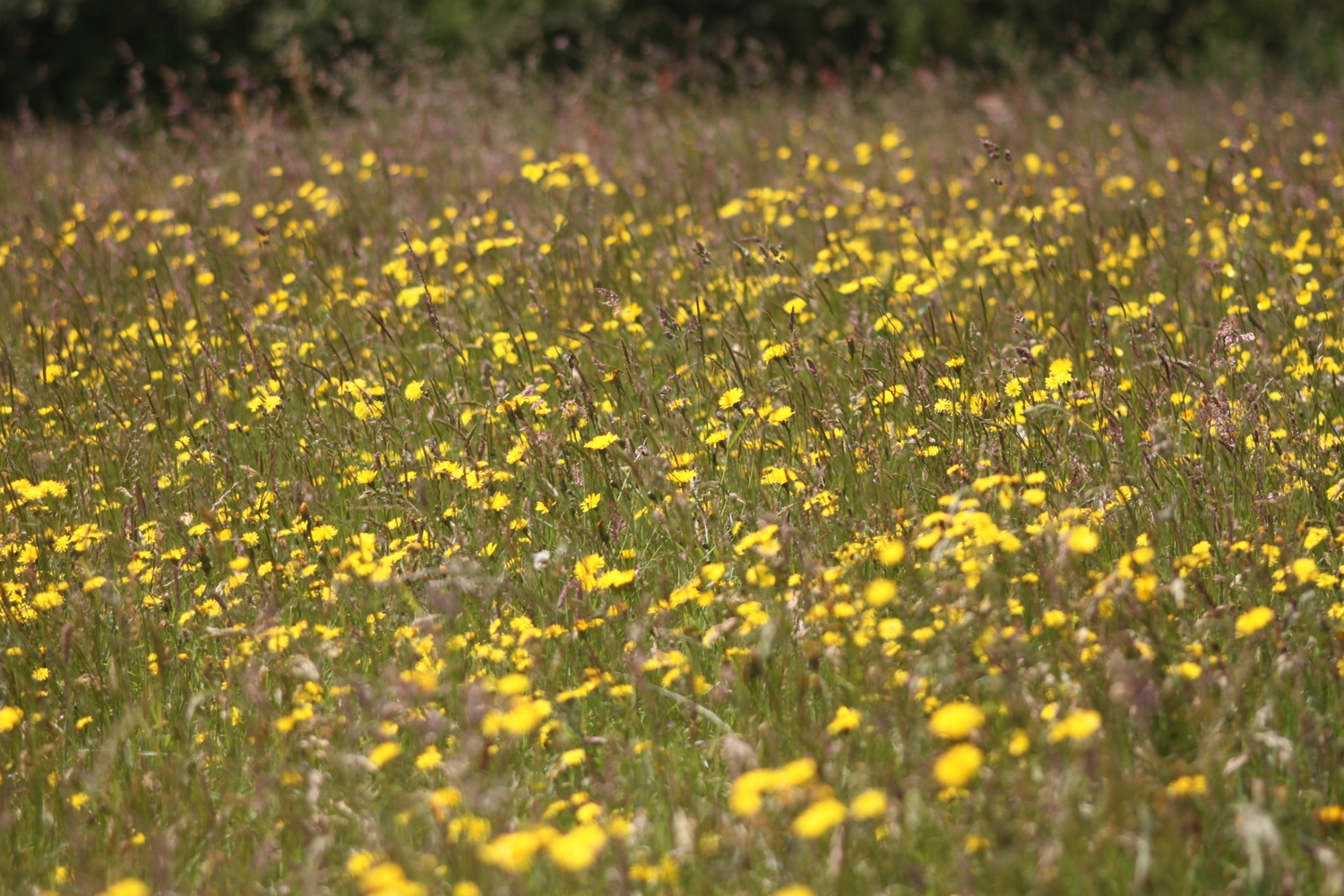 bosloe hay meadows 5.jpg