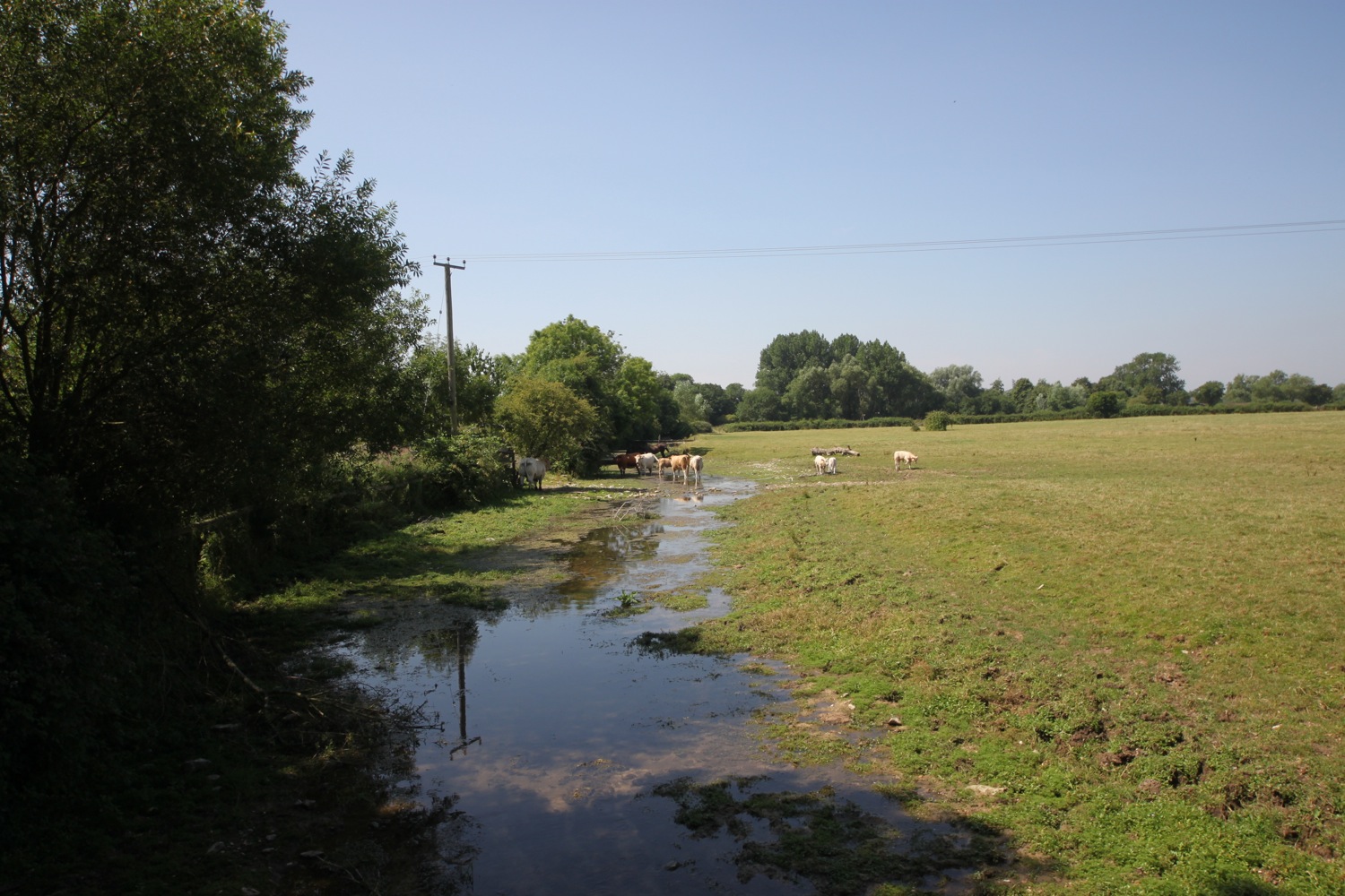 cows enjoying the water
