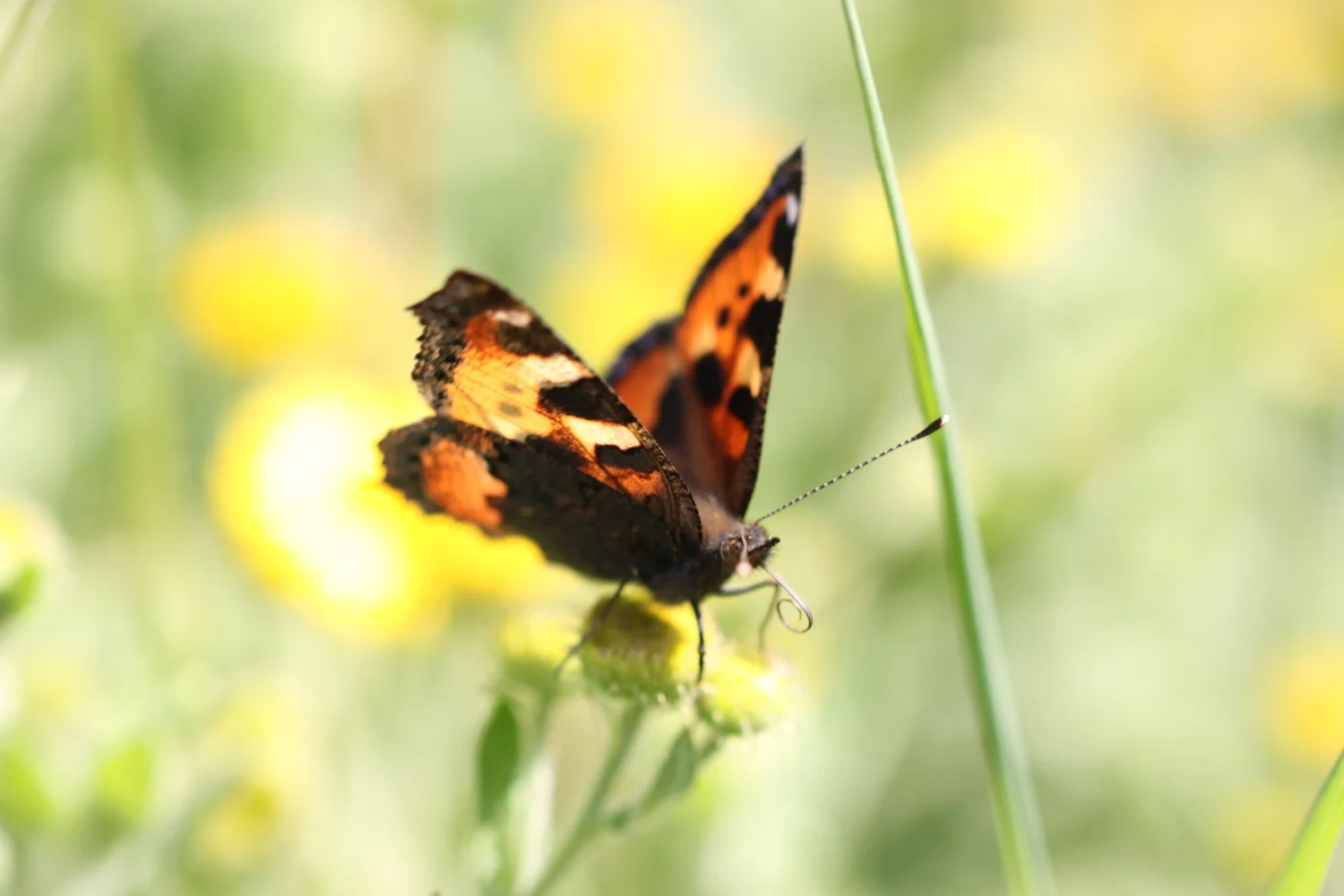 small tortoiseshell