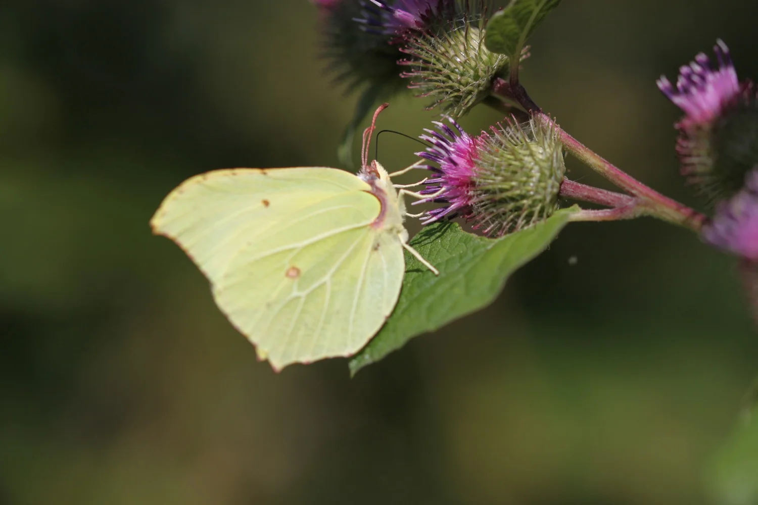 brimstone butterfly