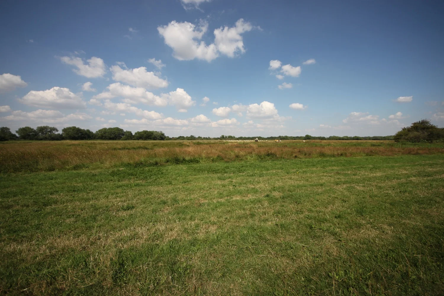 north meadow in summer