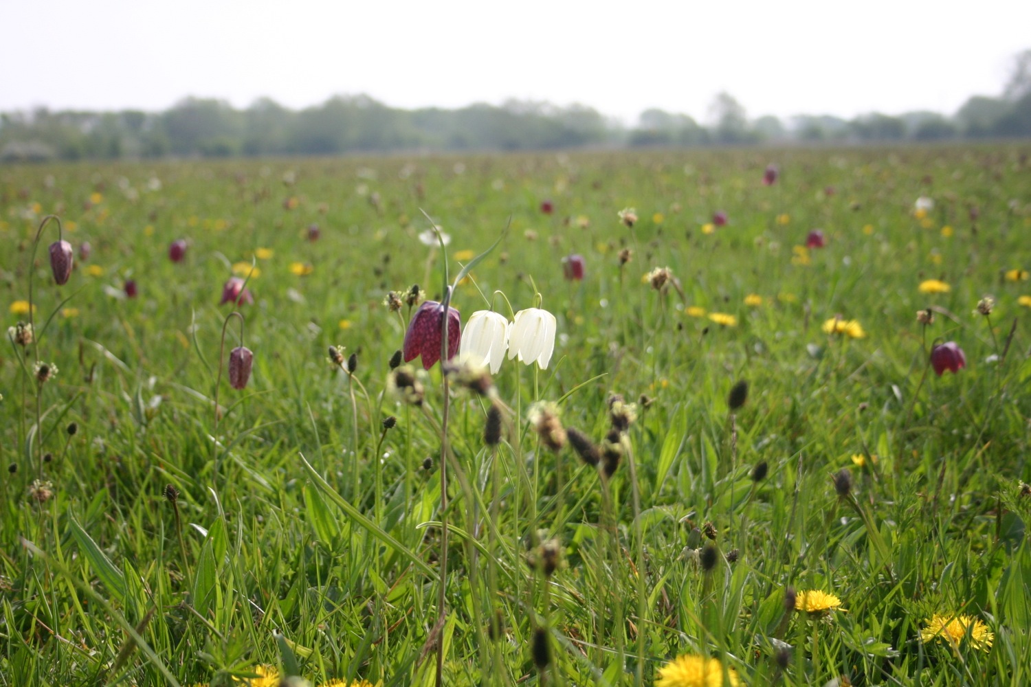 fritillaries 2.jpg