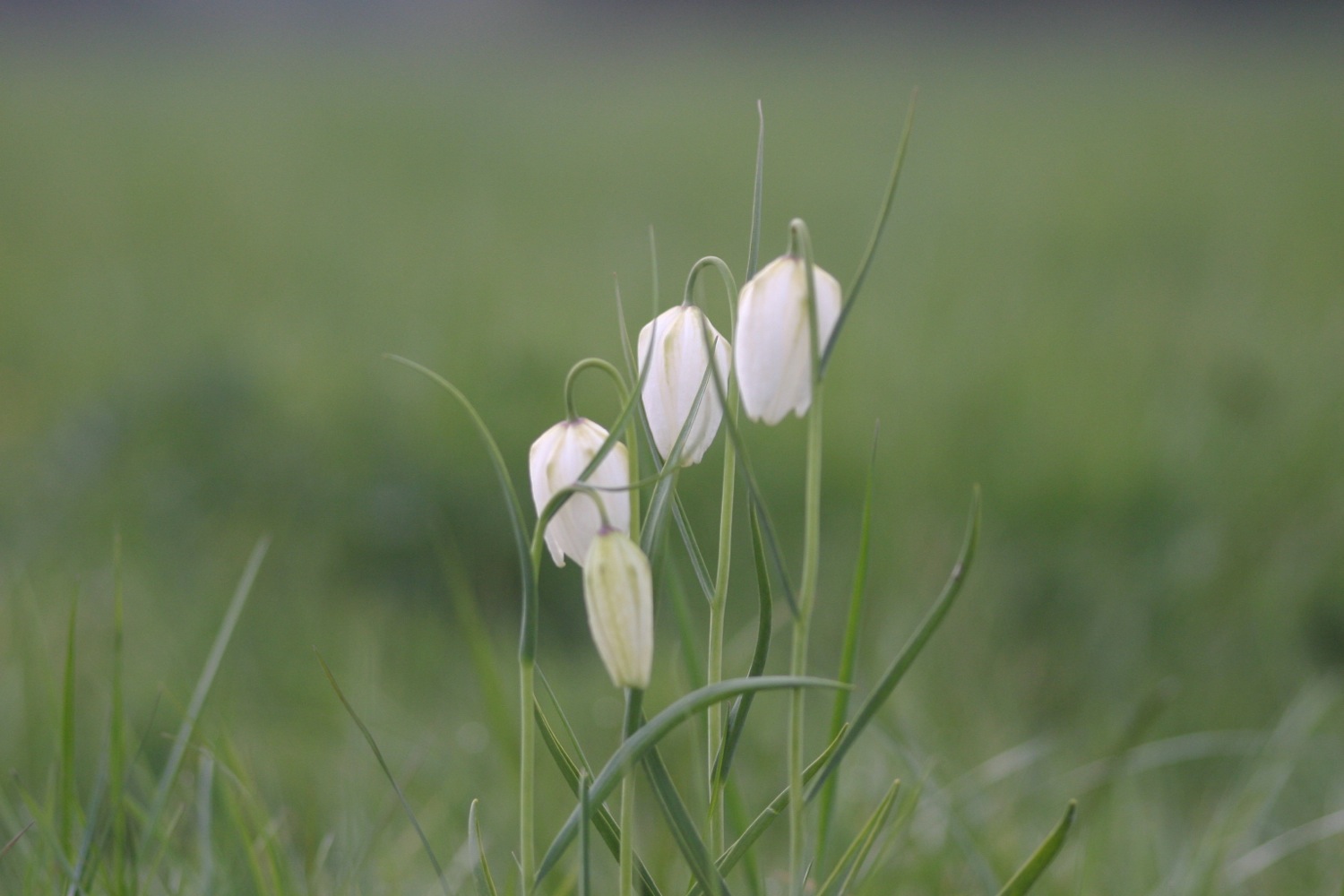 fritillaries 4.jpg