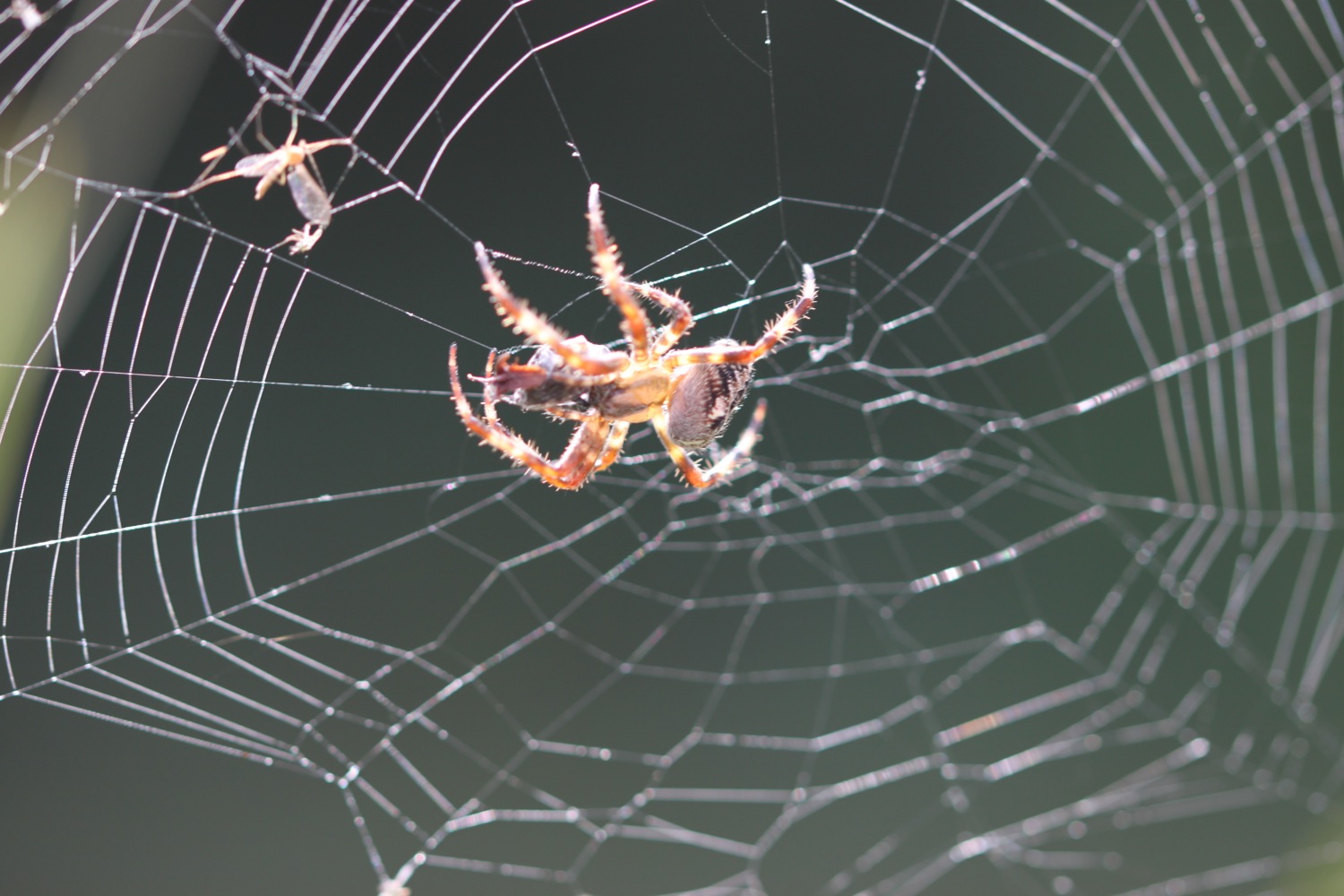 spiders web.jpg