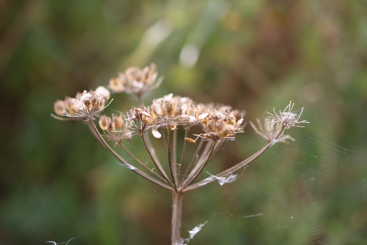 flowers 9.jpg