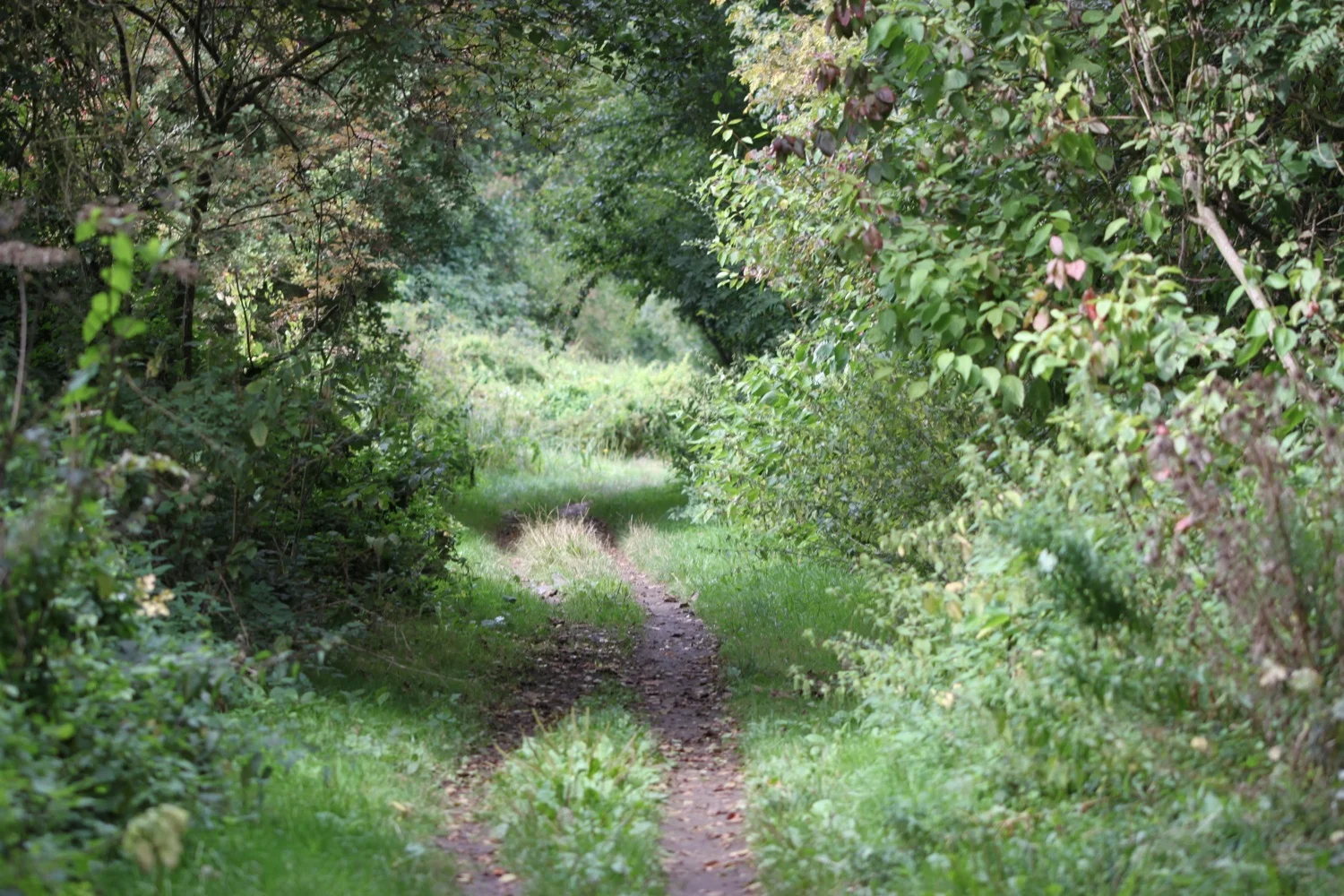 woodland path