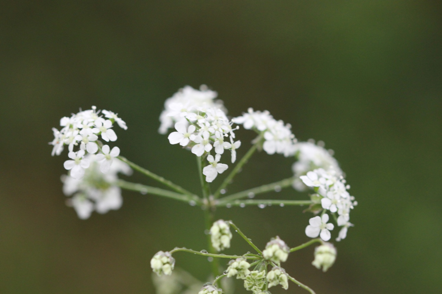 cow parsley.jpg