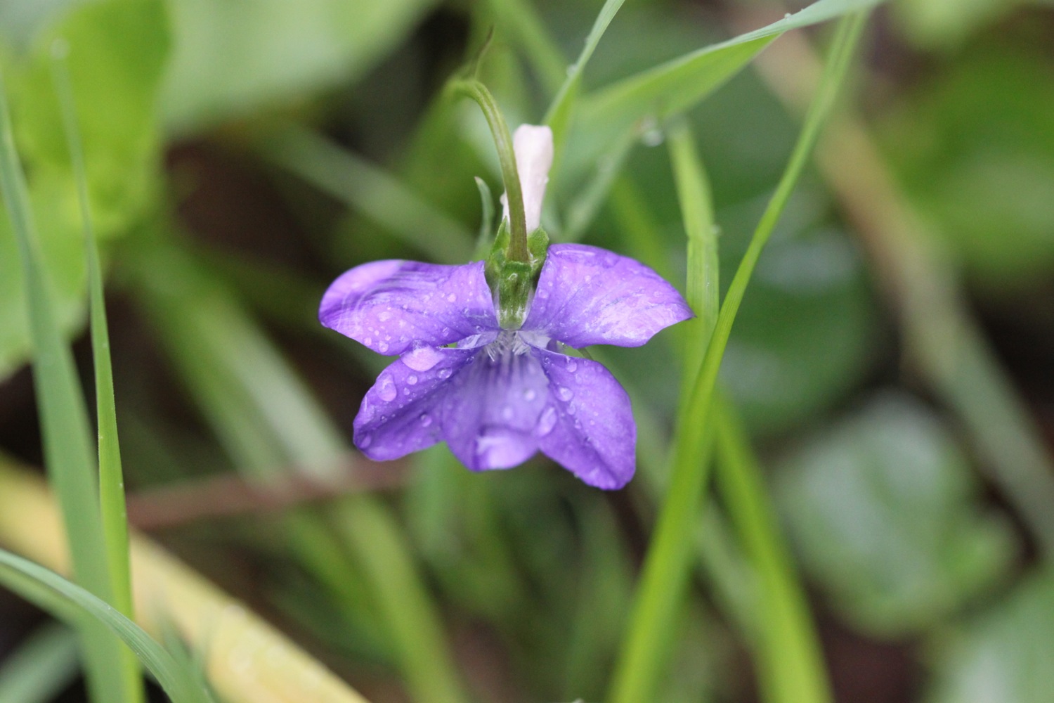 dog-violet.jpg