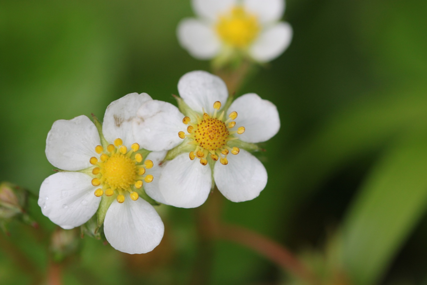 wild strawberry.jpg