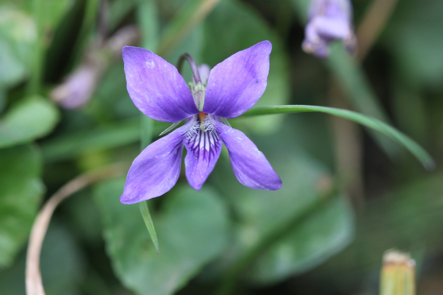 dog-violet.jpg