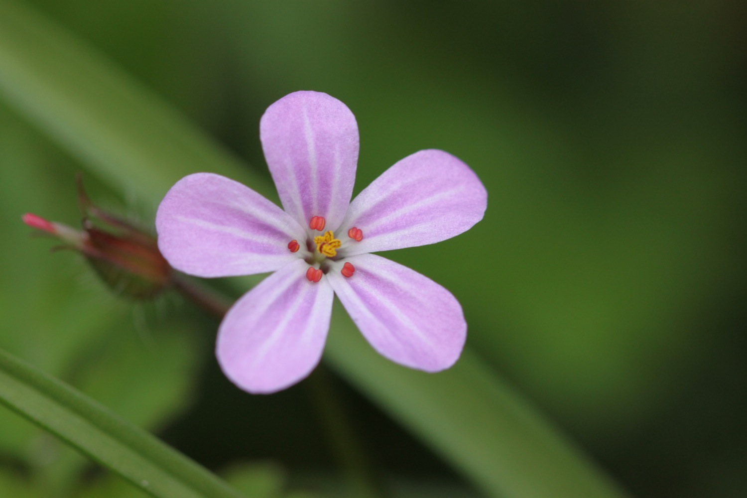 herb robert.jpg