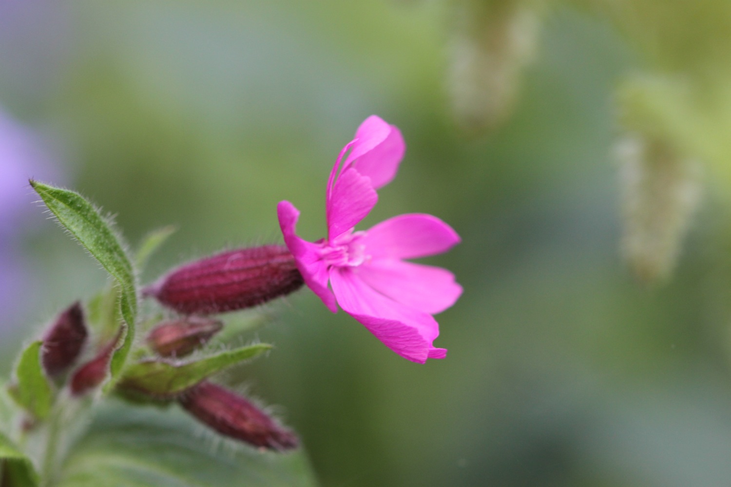 red campion.jpg