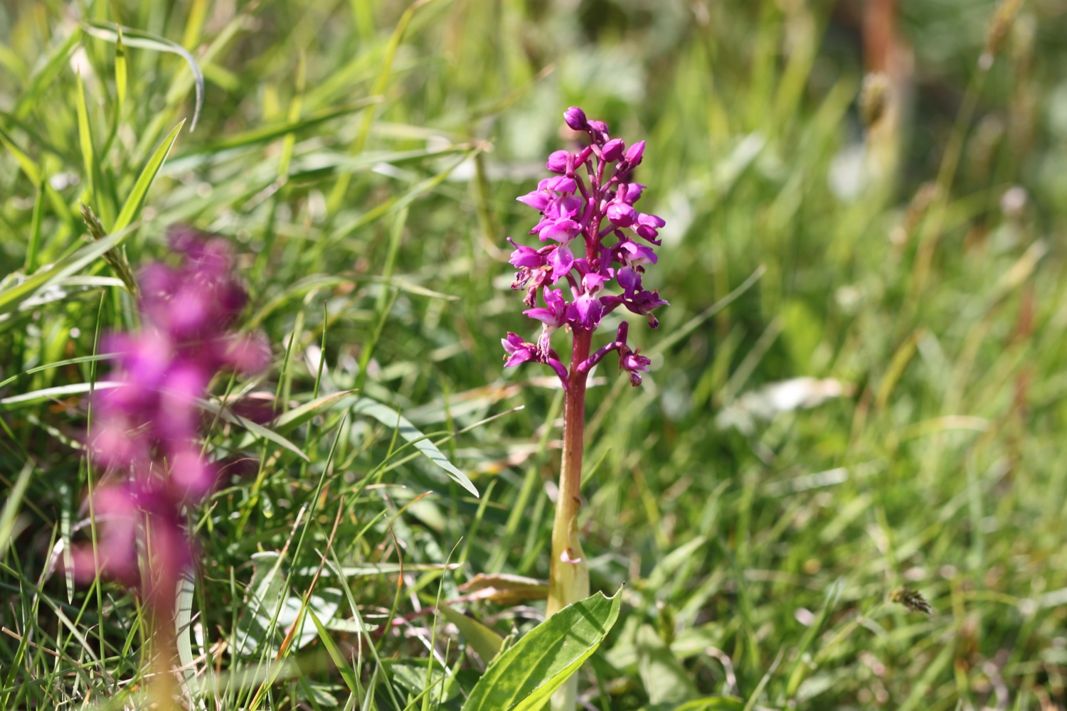 more orchids 1.jpg