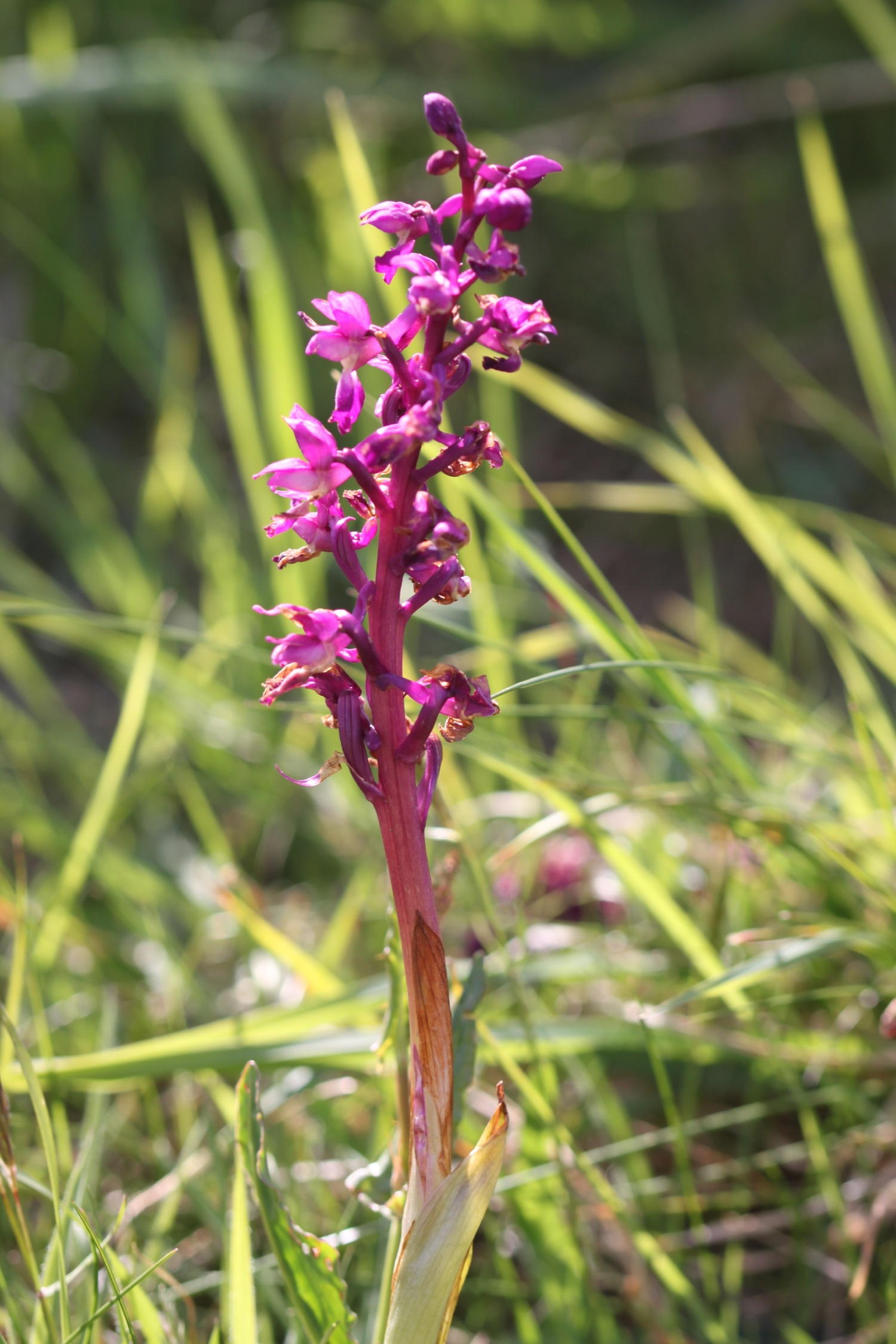 more orchids 2.jpg