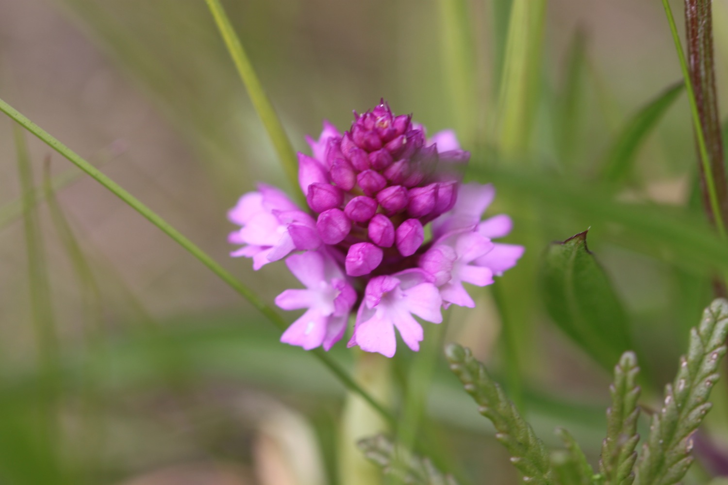 orchids 6.jpg