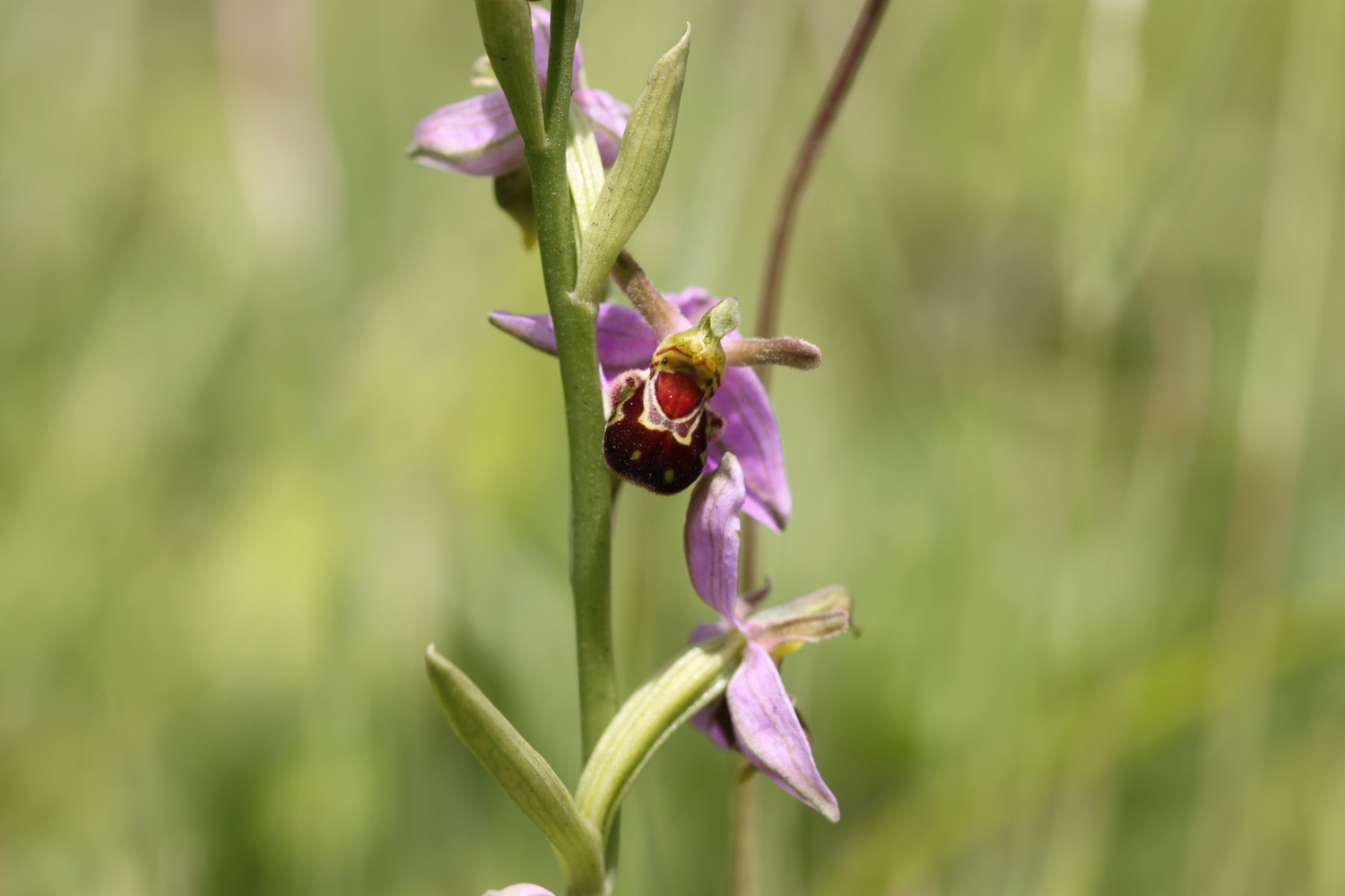 bee orchids 2.jpg