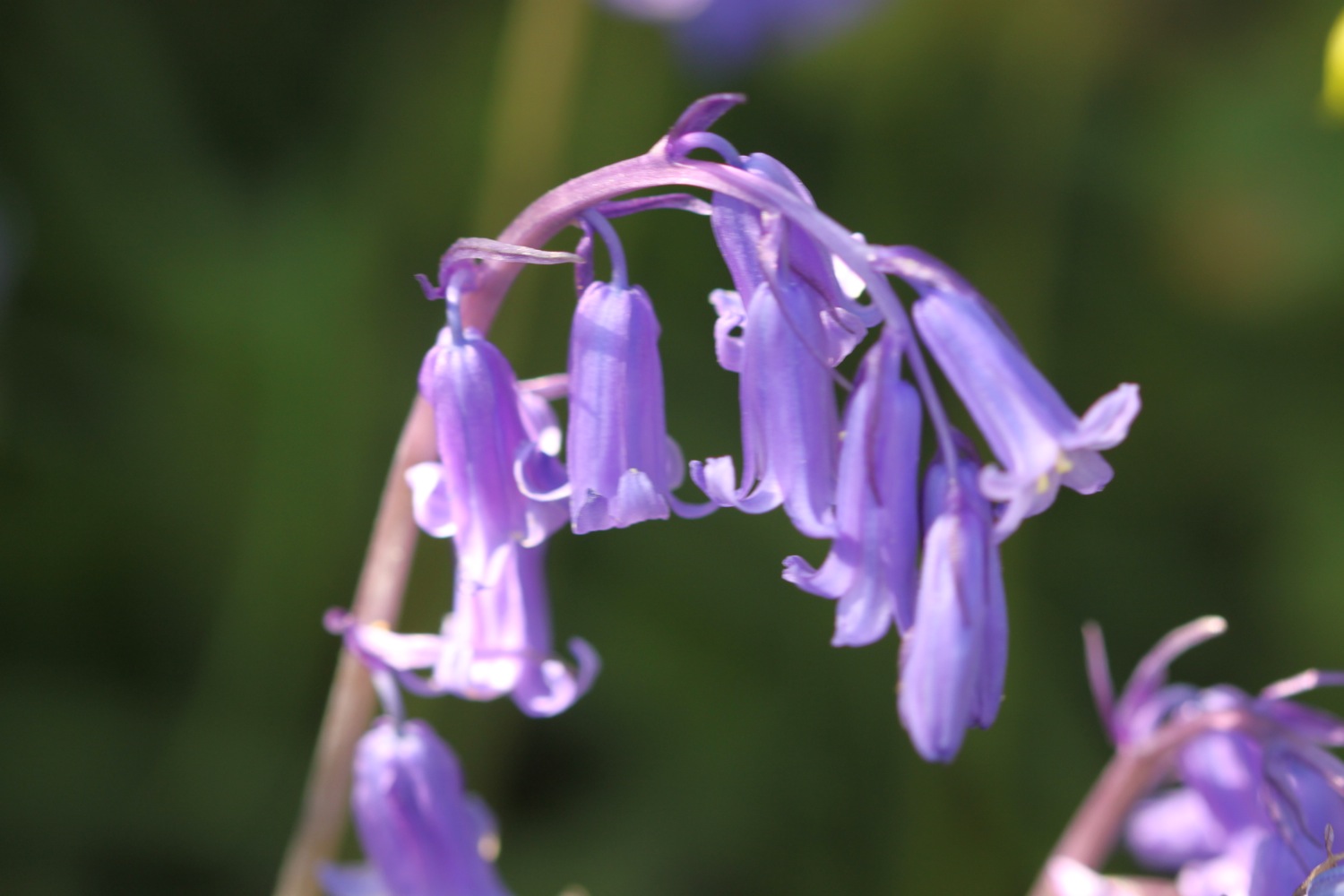 wild flowers 3.jpg