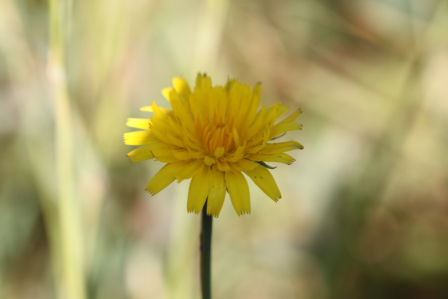 wild flowers 4.jpg