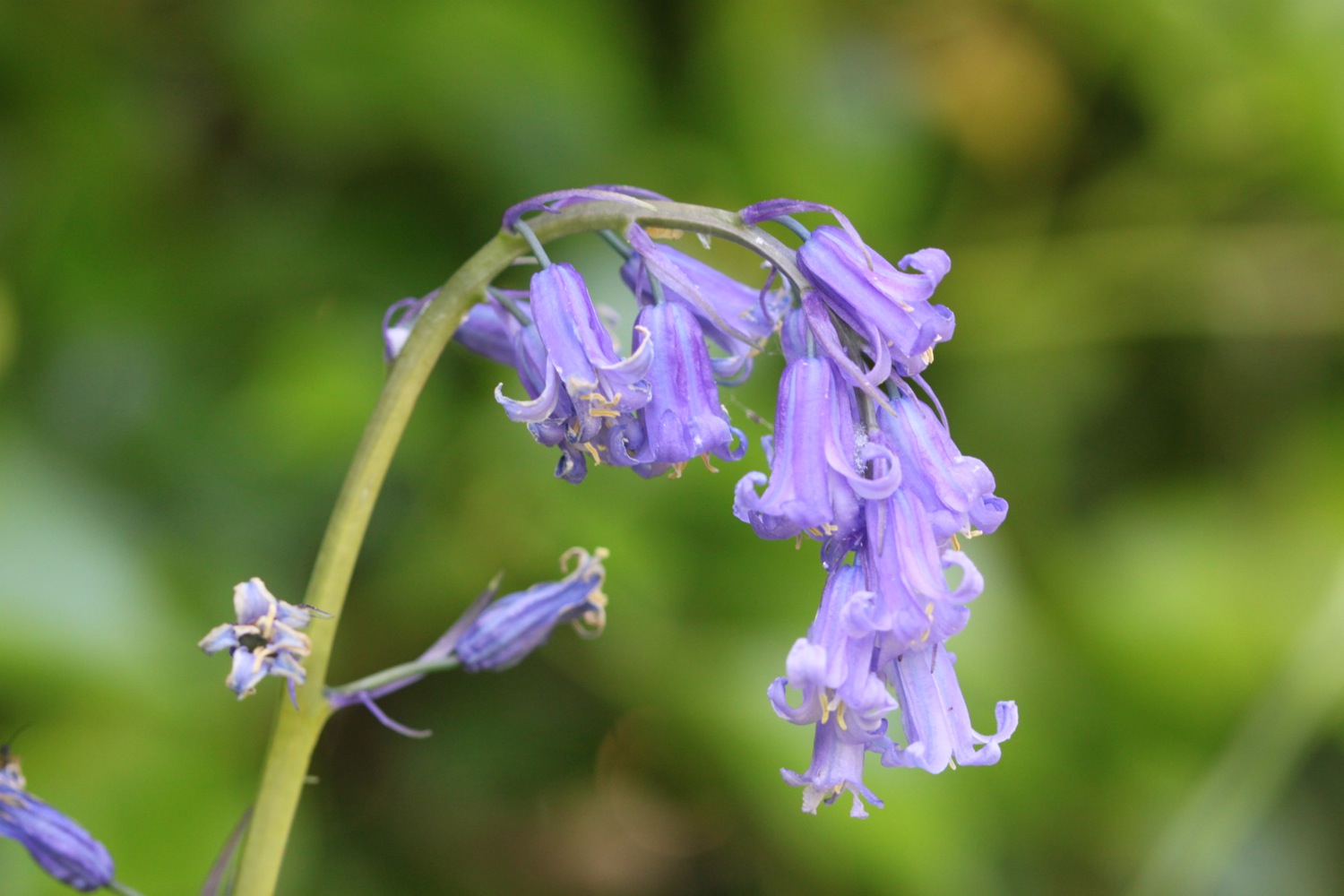 wildflowers 5.jpg