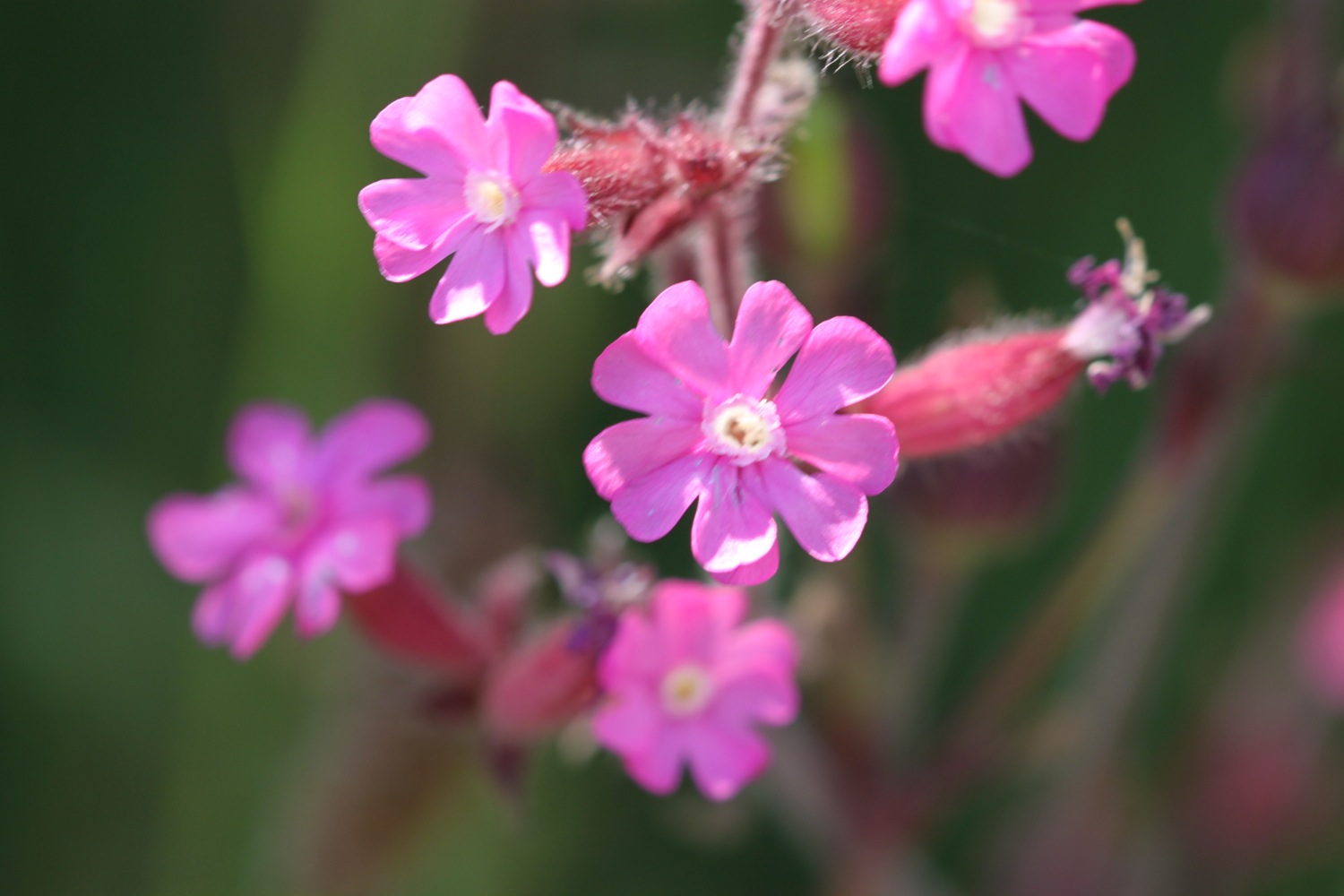 wildflowers 13.jpg