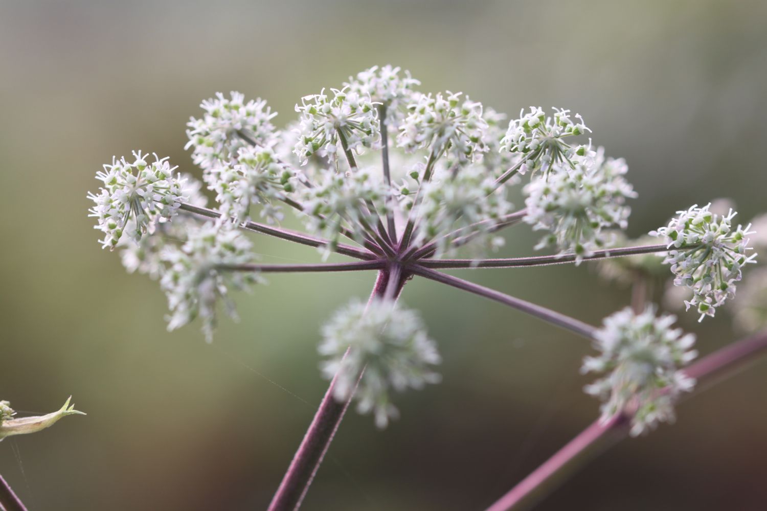 wild flowers 3.jpg