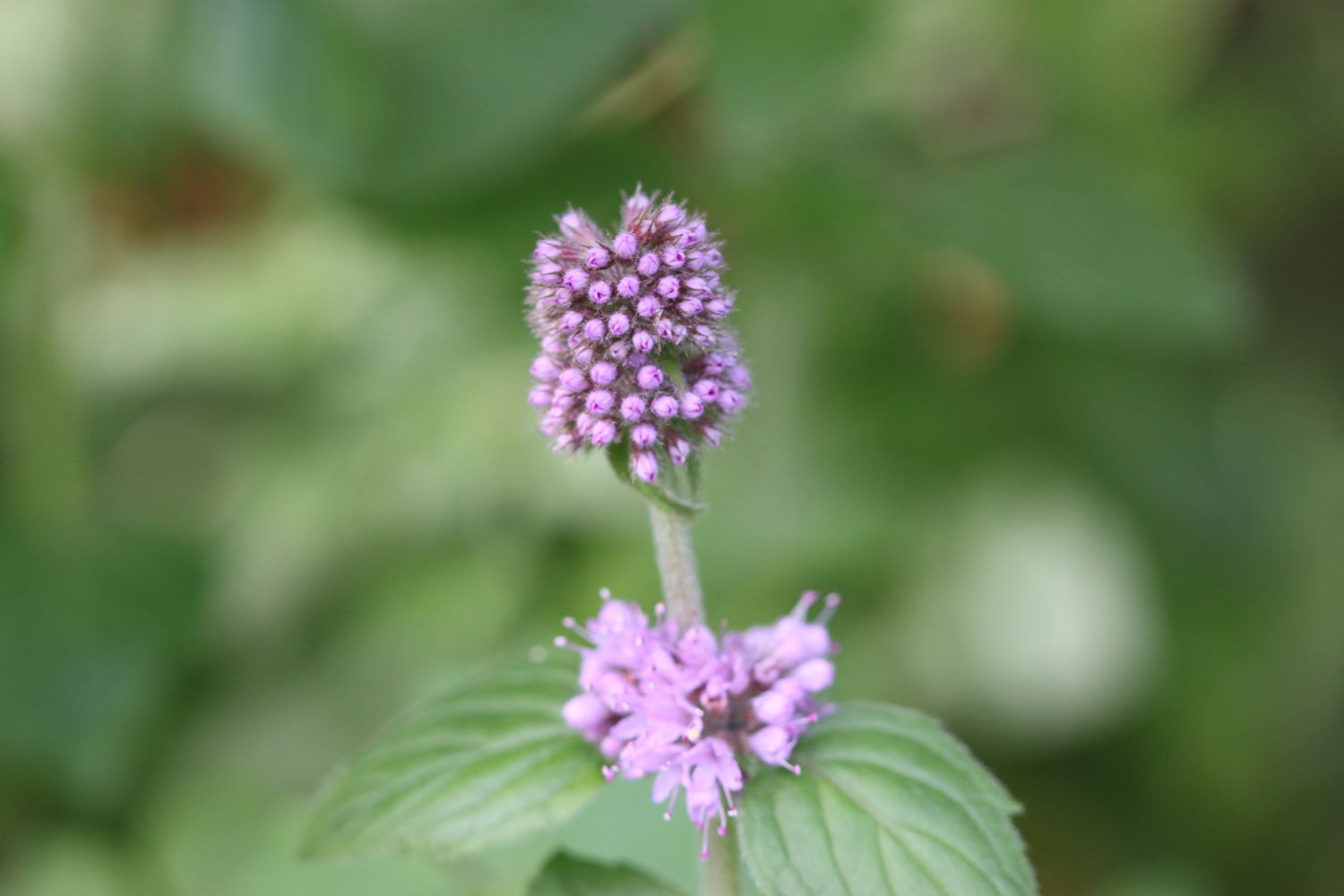 wild flowers 4.jpg