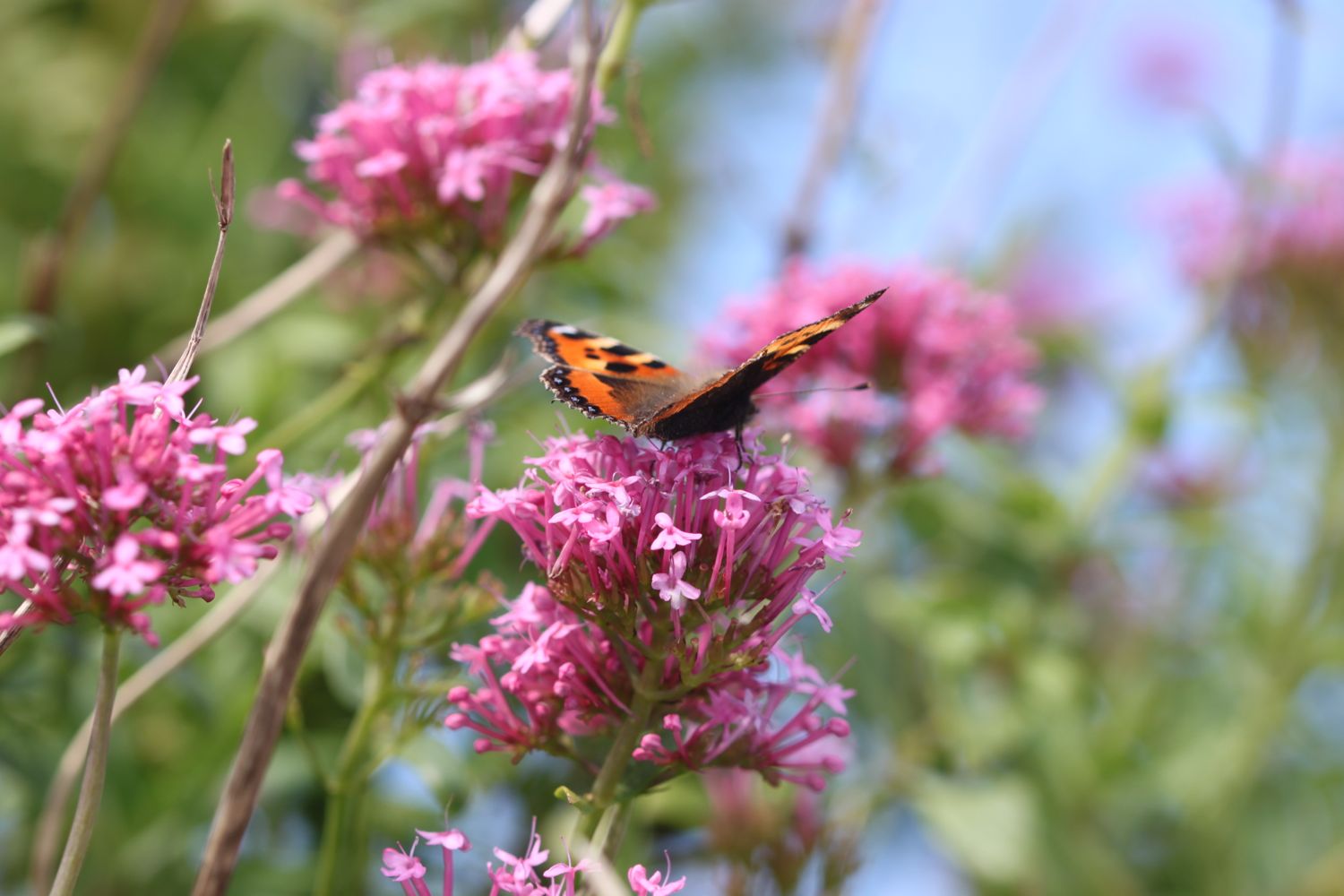 wild flowers 7.jpg