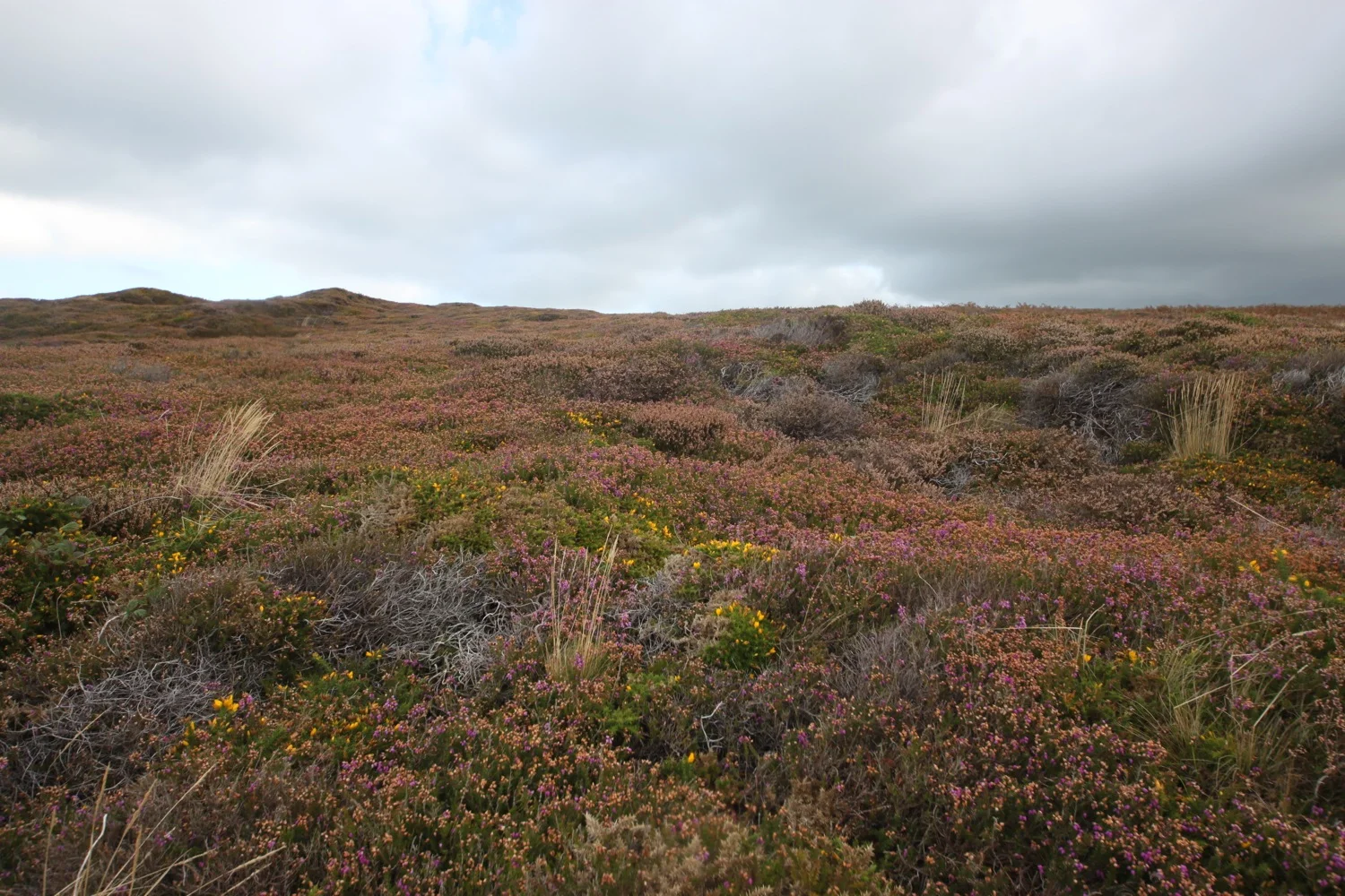 gorse and heather