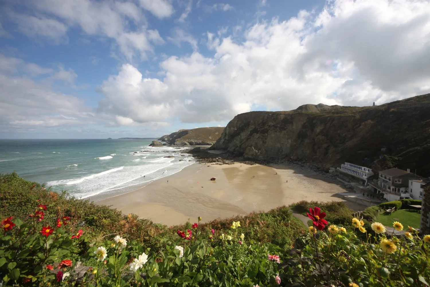 dahlias overlooking trevaunance cove