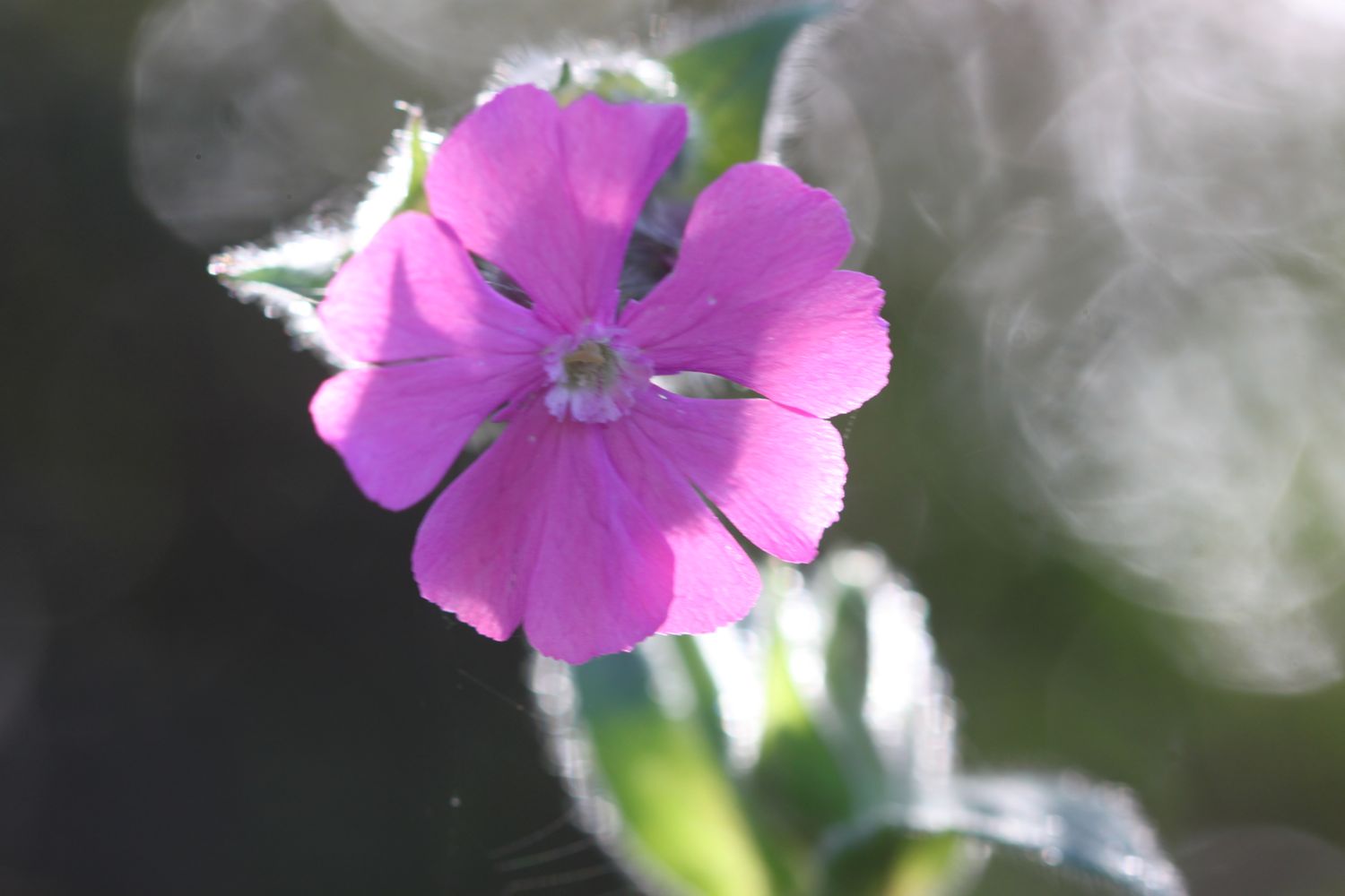 wild flowers 1.jpg