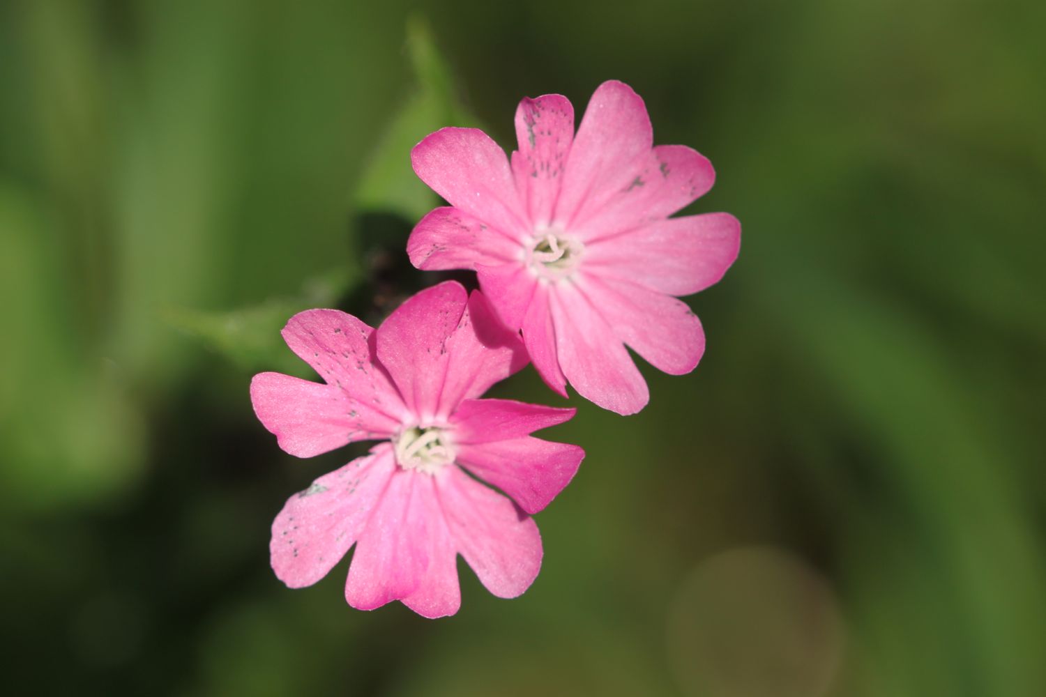 wild flowers 3.jpg