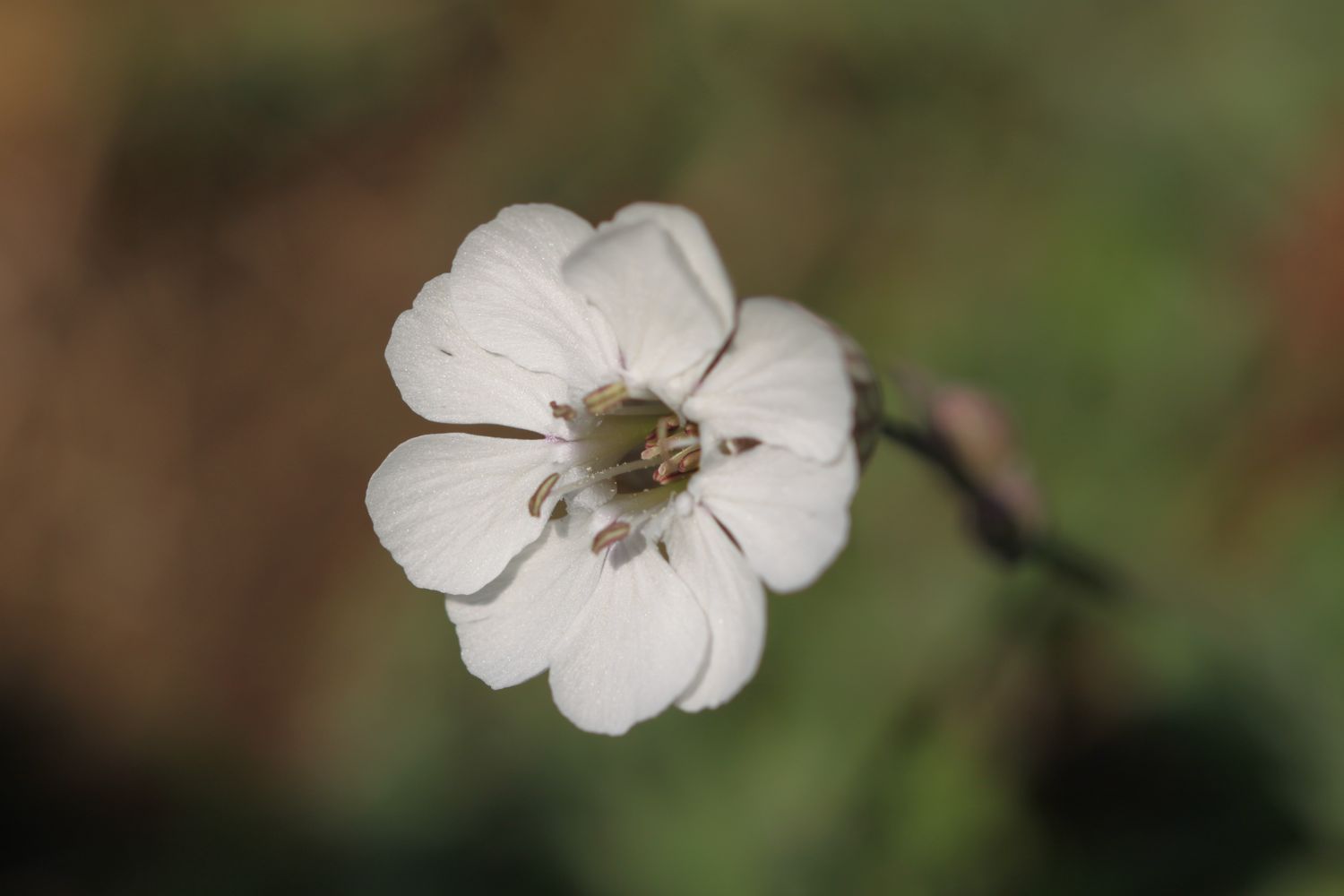 wild flowers 4.jpg