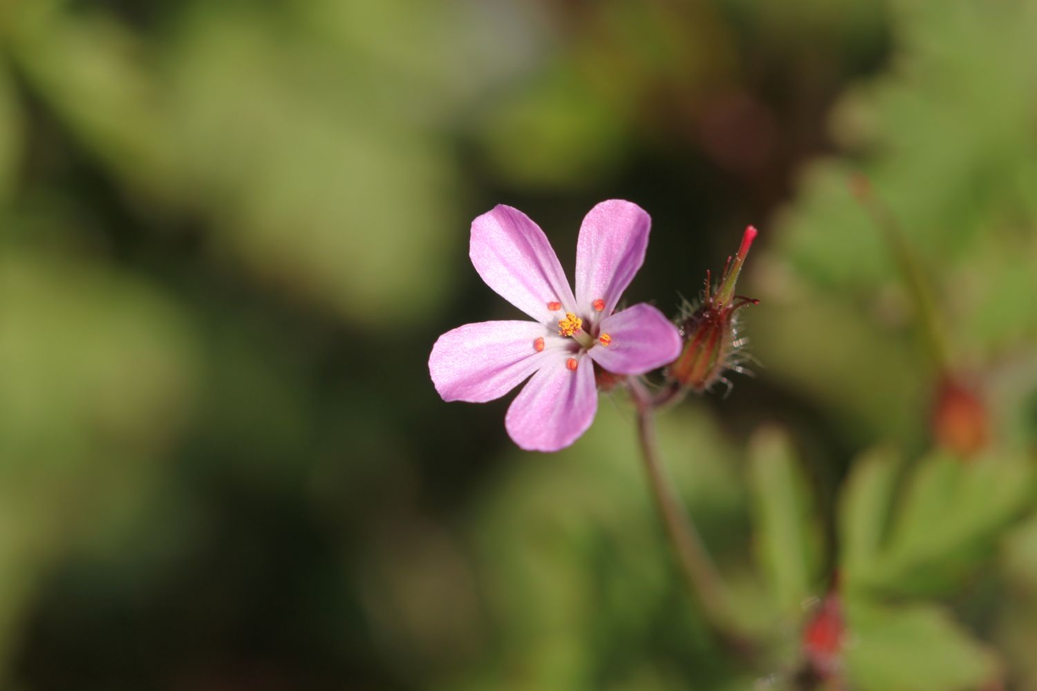 wild flowers 5.jpg