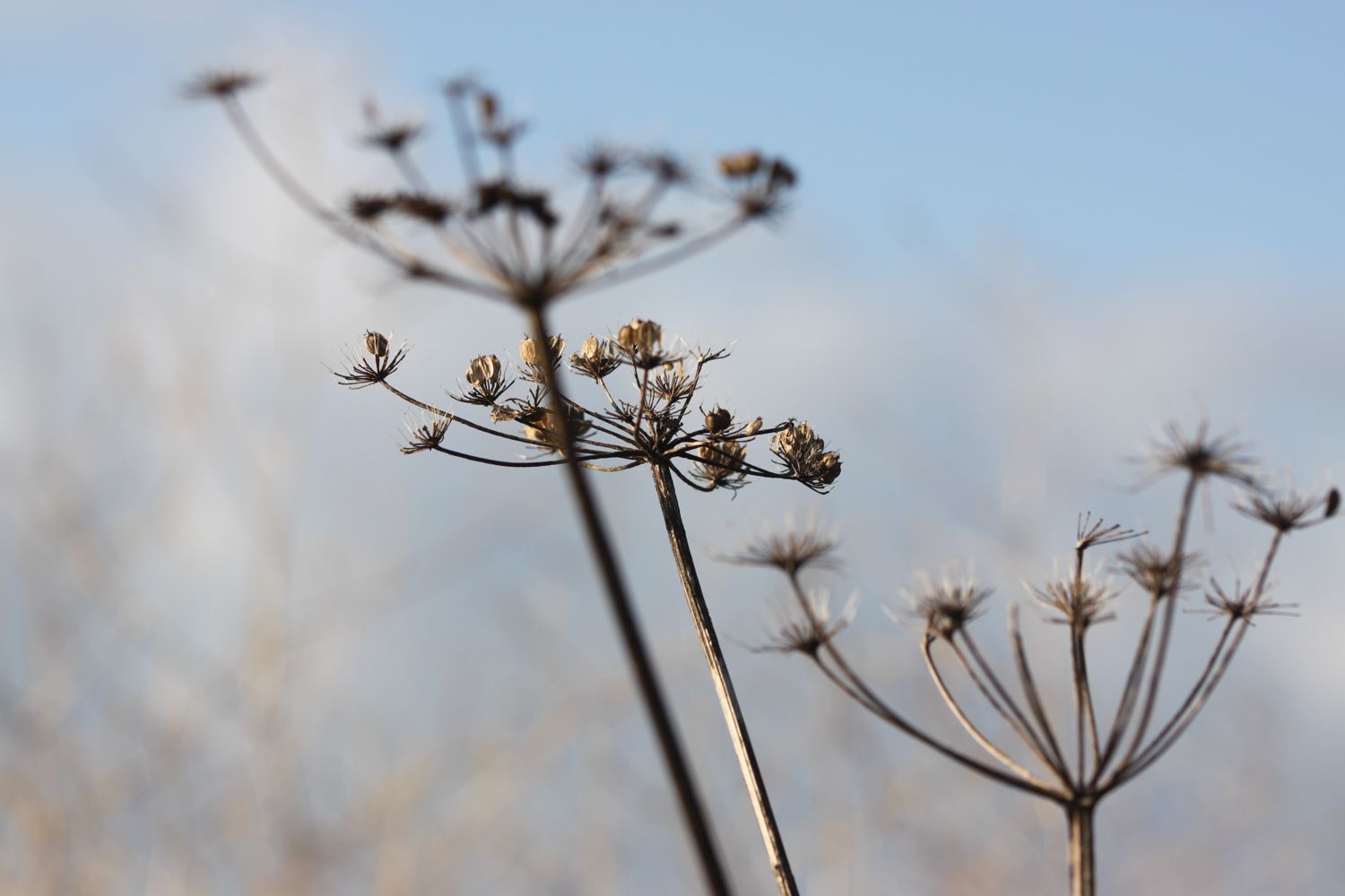 wild flowers 7.jpg