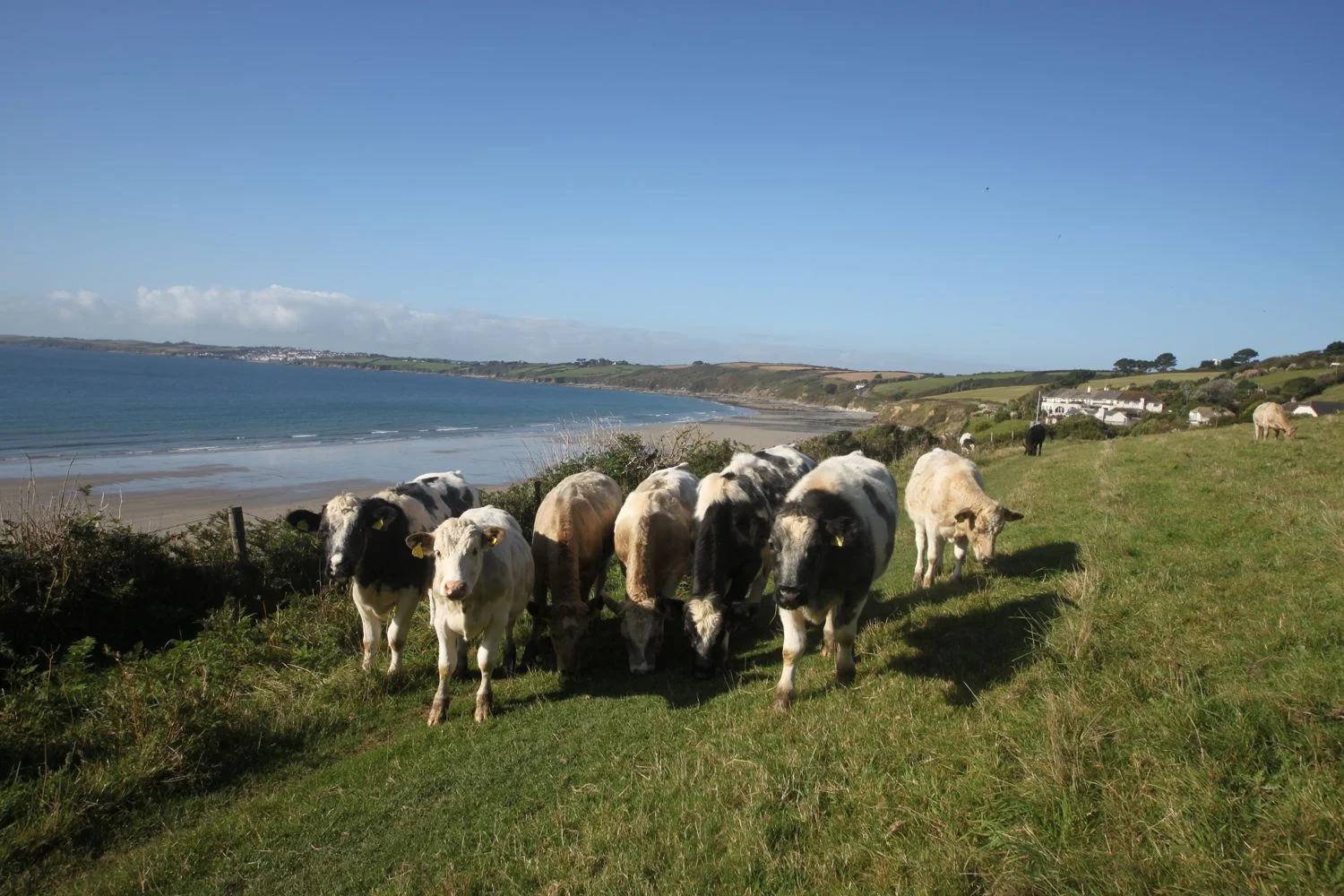 cows over carne beach