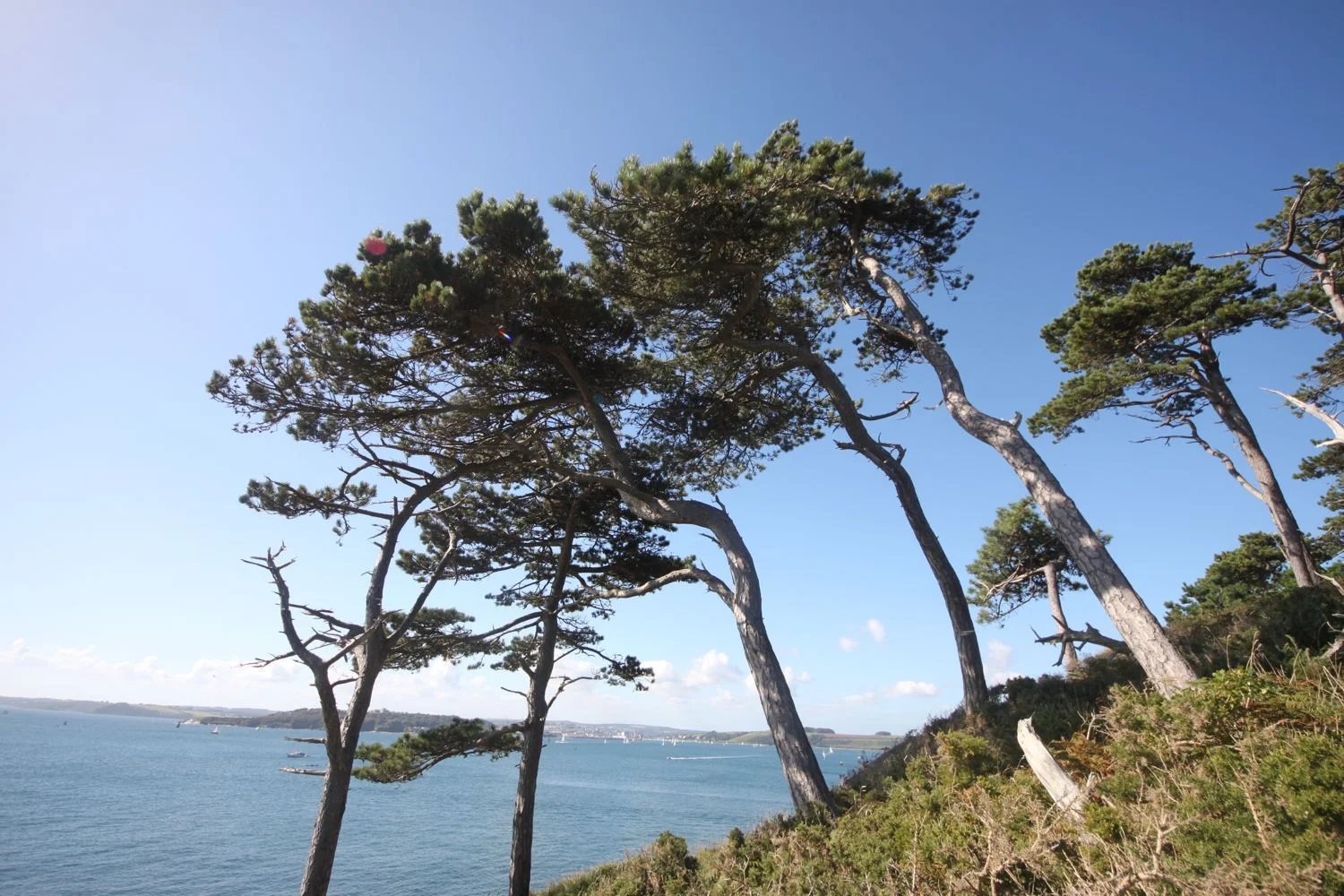 scots pines