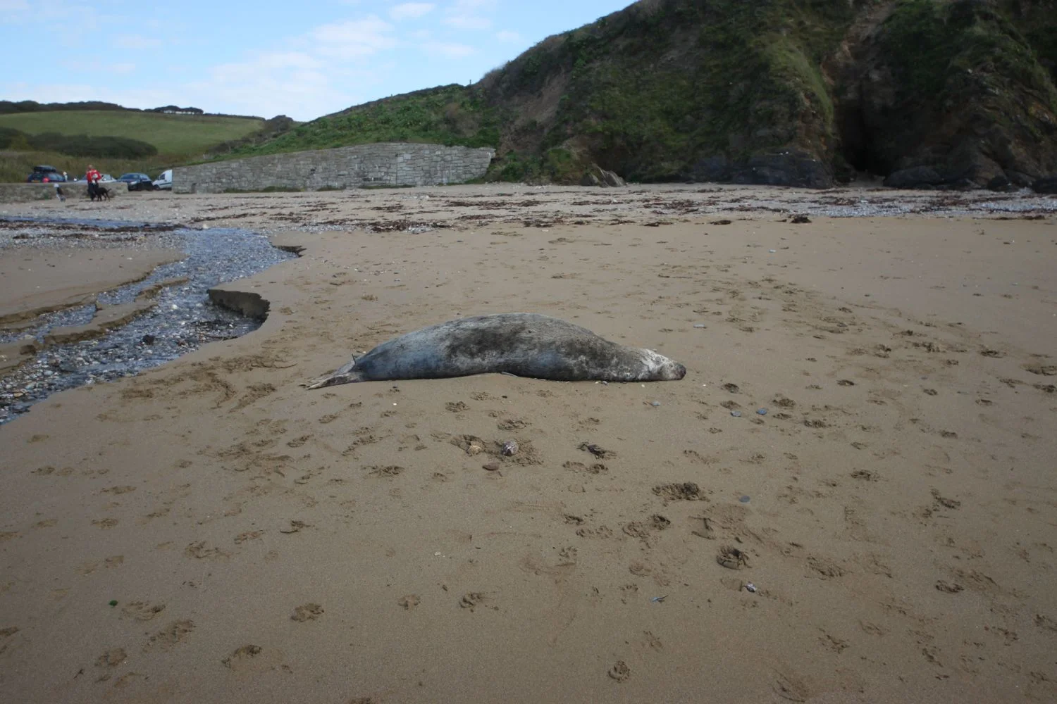 dead seal
