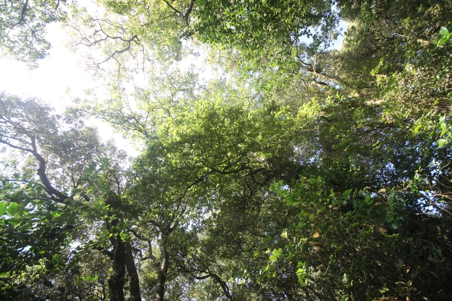 woods below mawnan smith