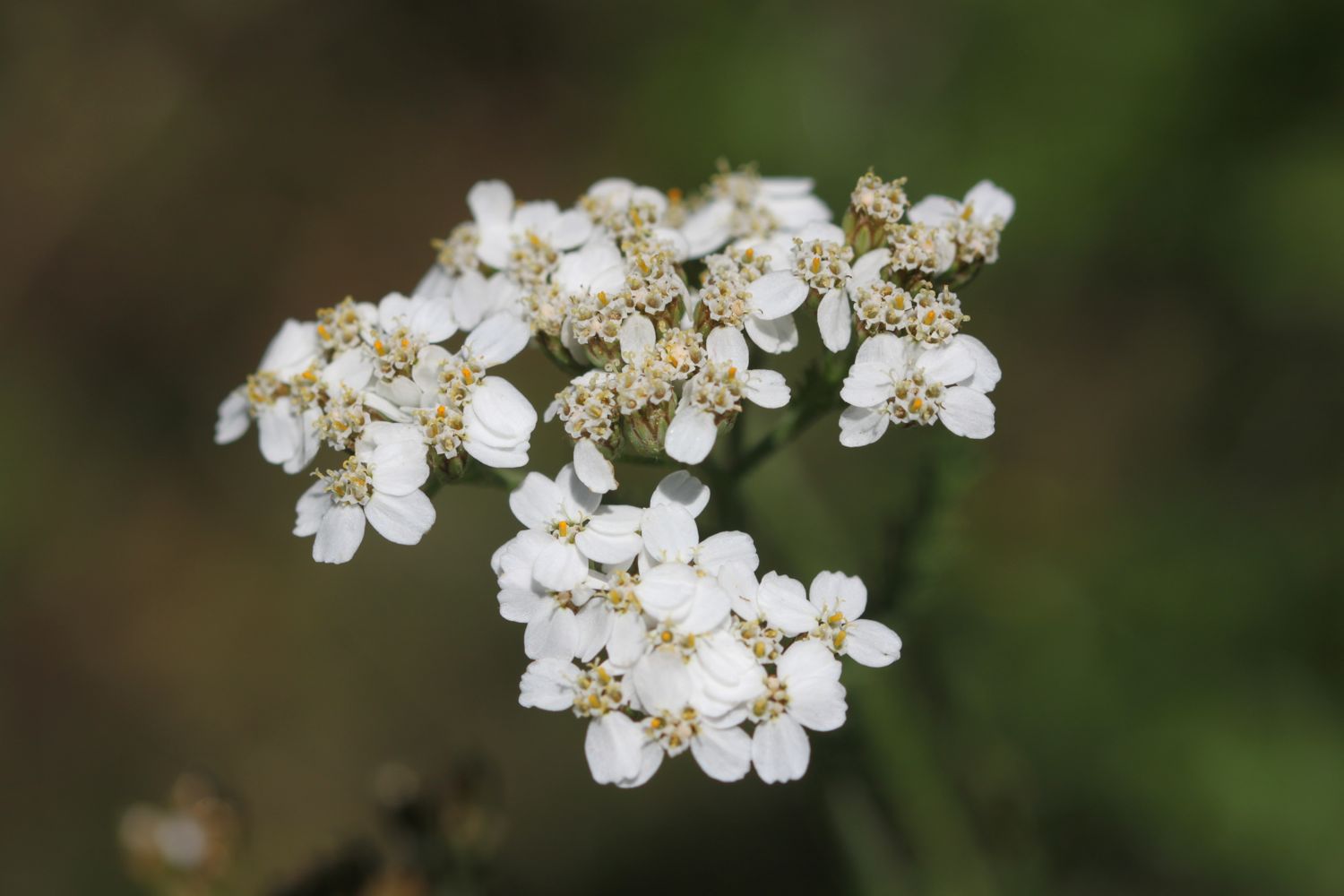 wildflowers 5.jpg