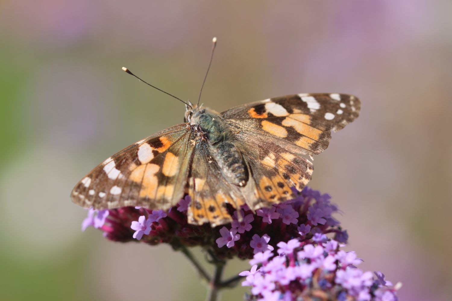 painted lady