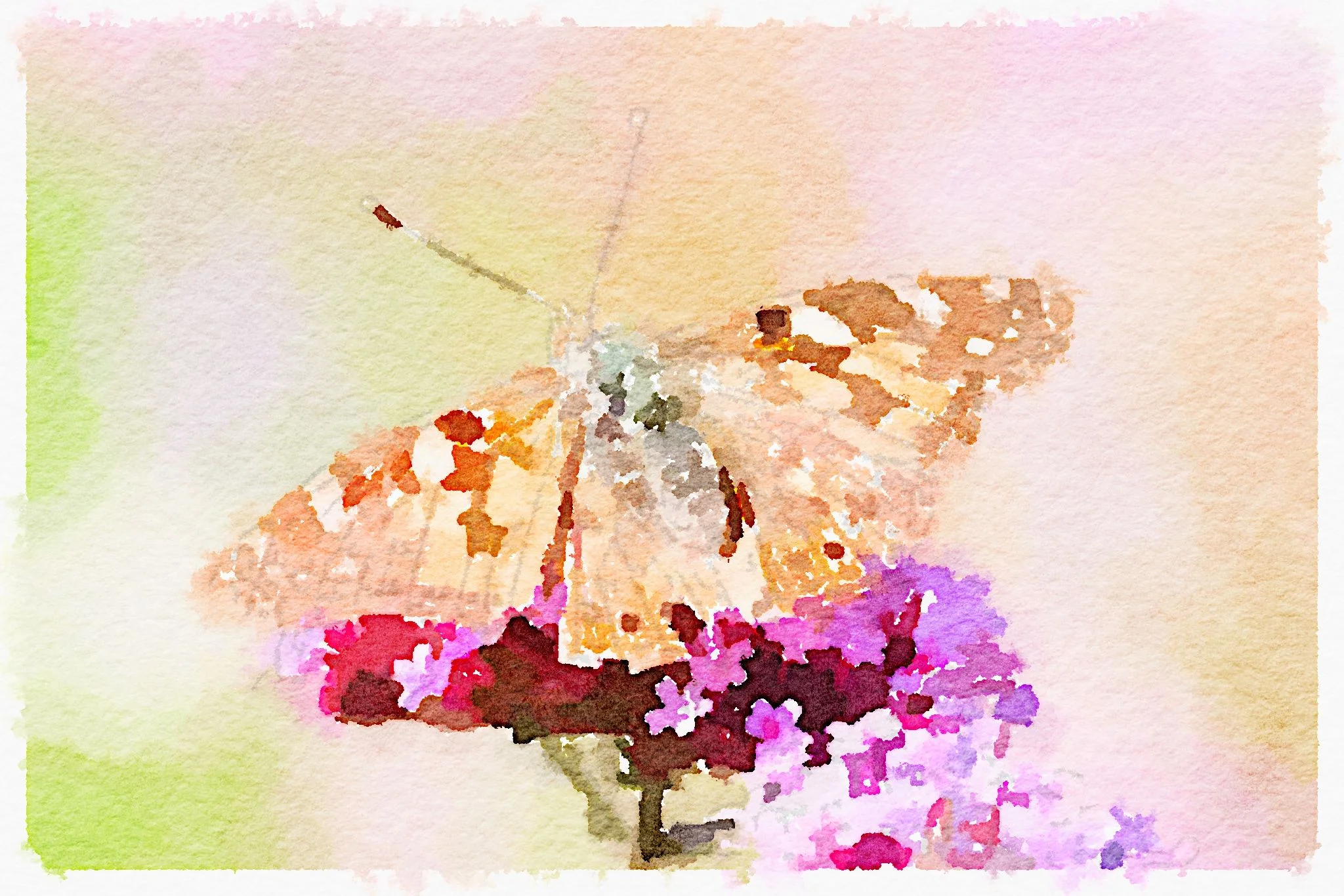 painted lady