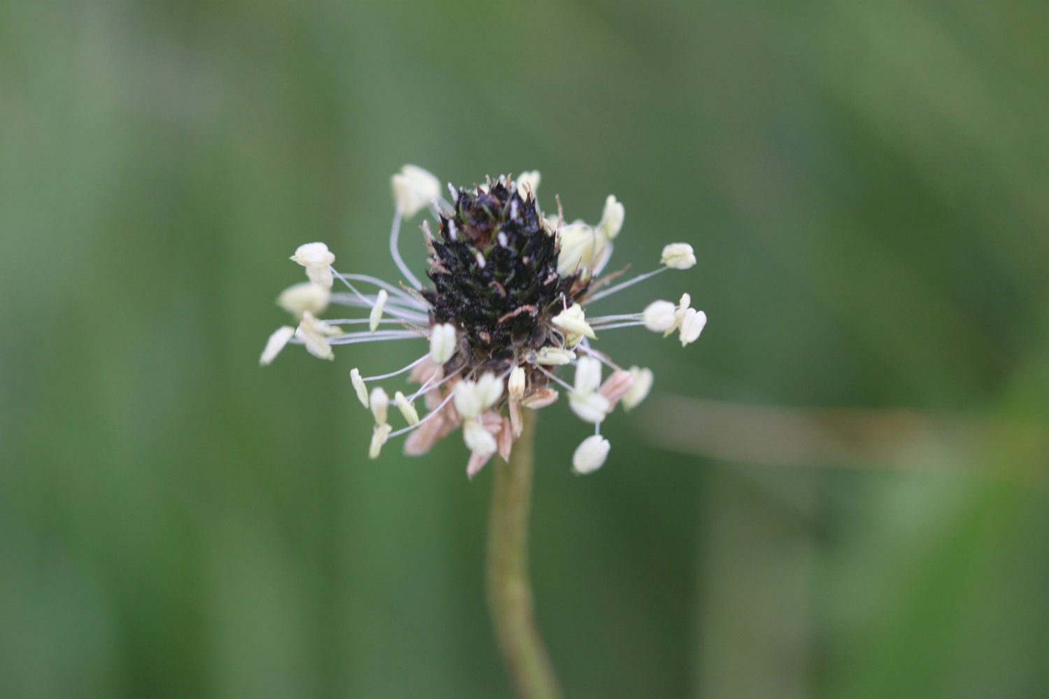 wild flowers 1.jpg