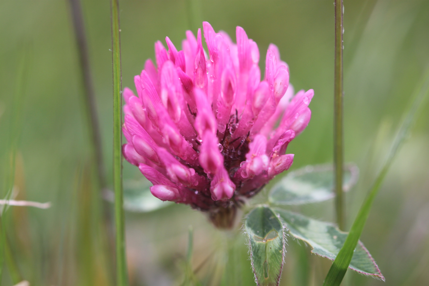 wild flowers 2.jpg