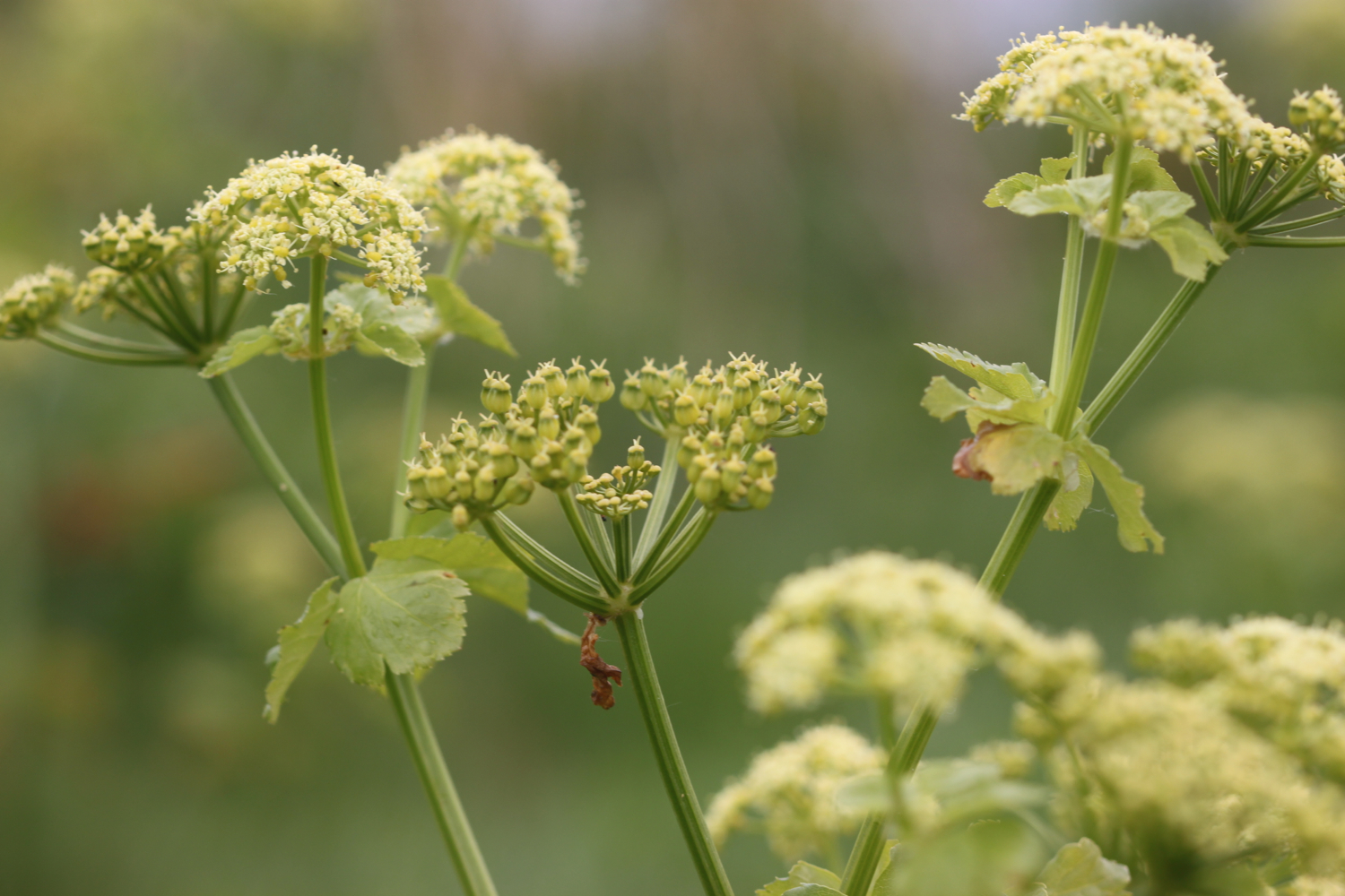 wild flowers 4.jpg