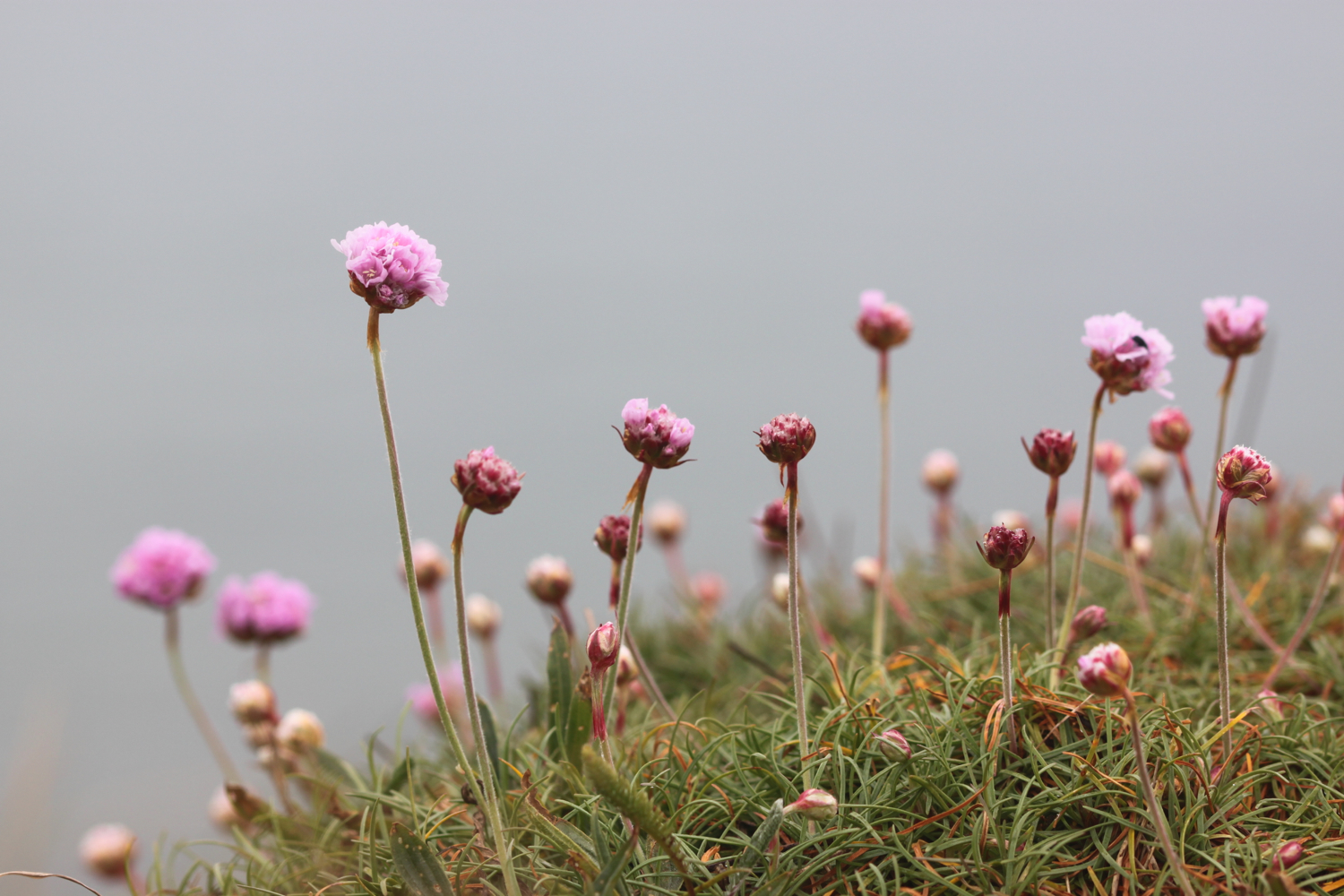 wild flowers 3.jpg