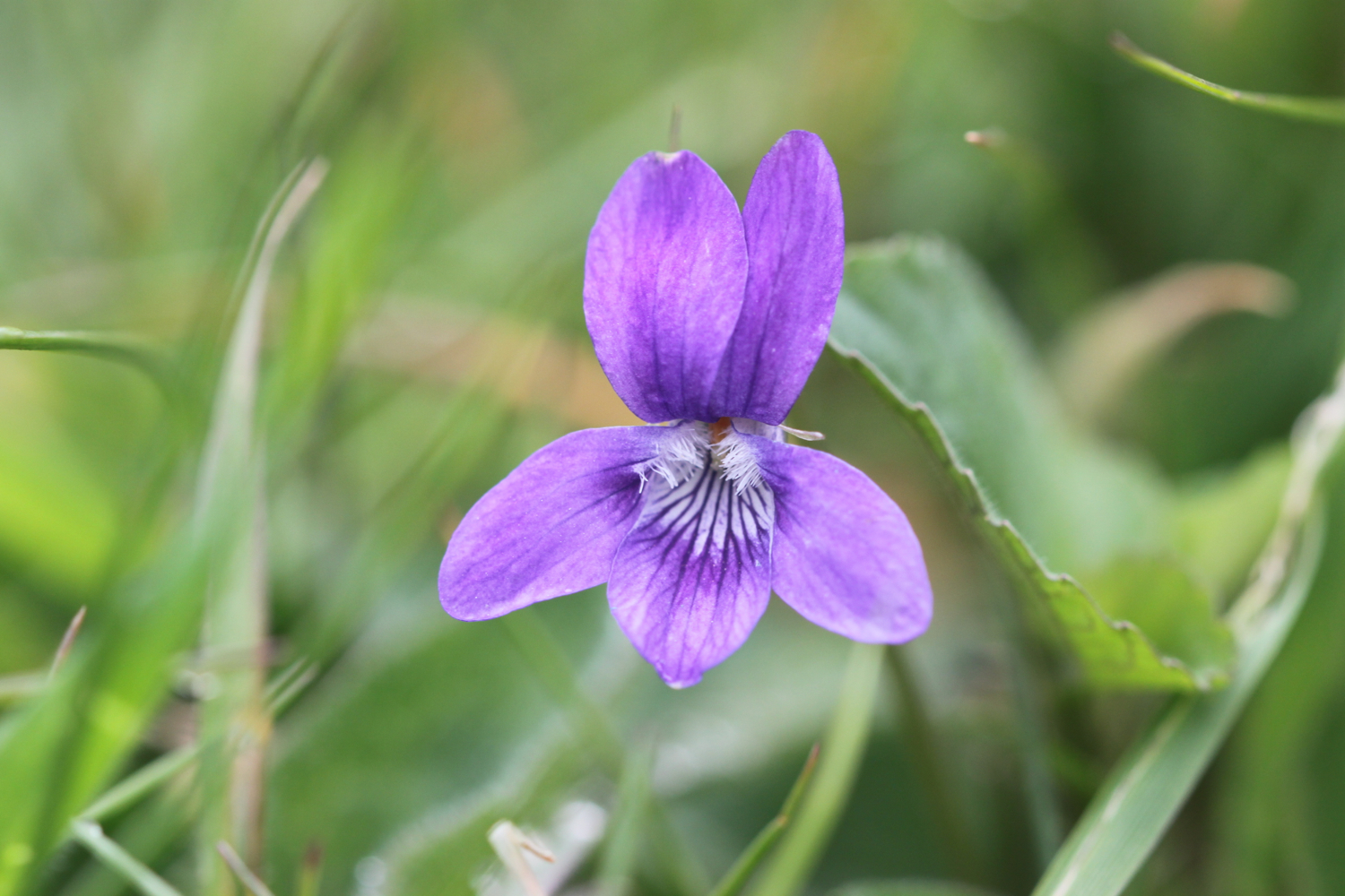 wild flowers 6.jpg