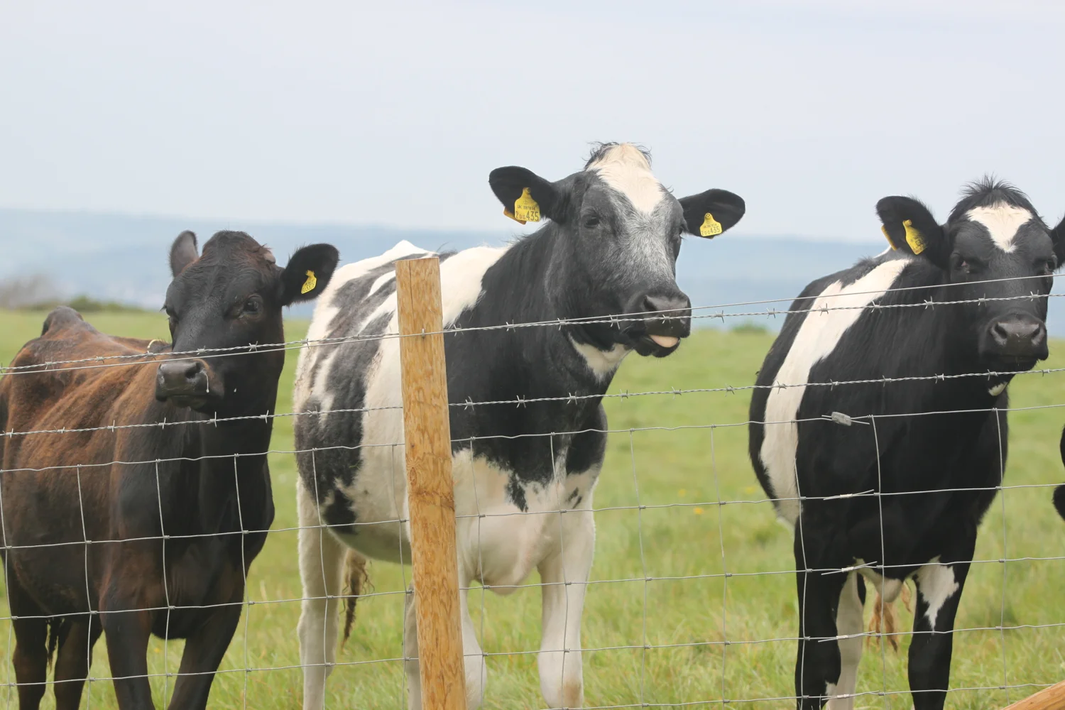 friendly cows