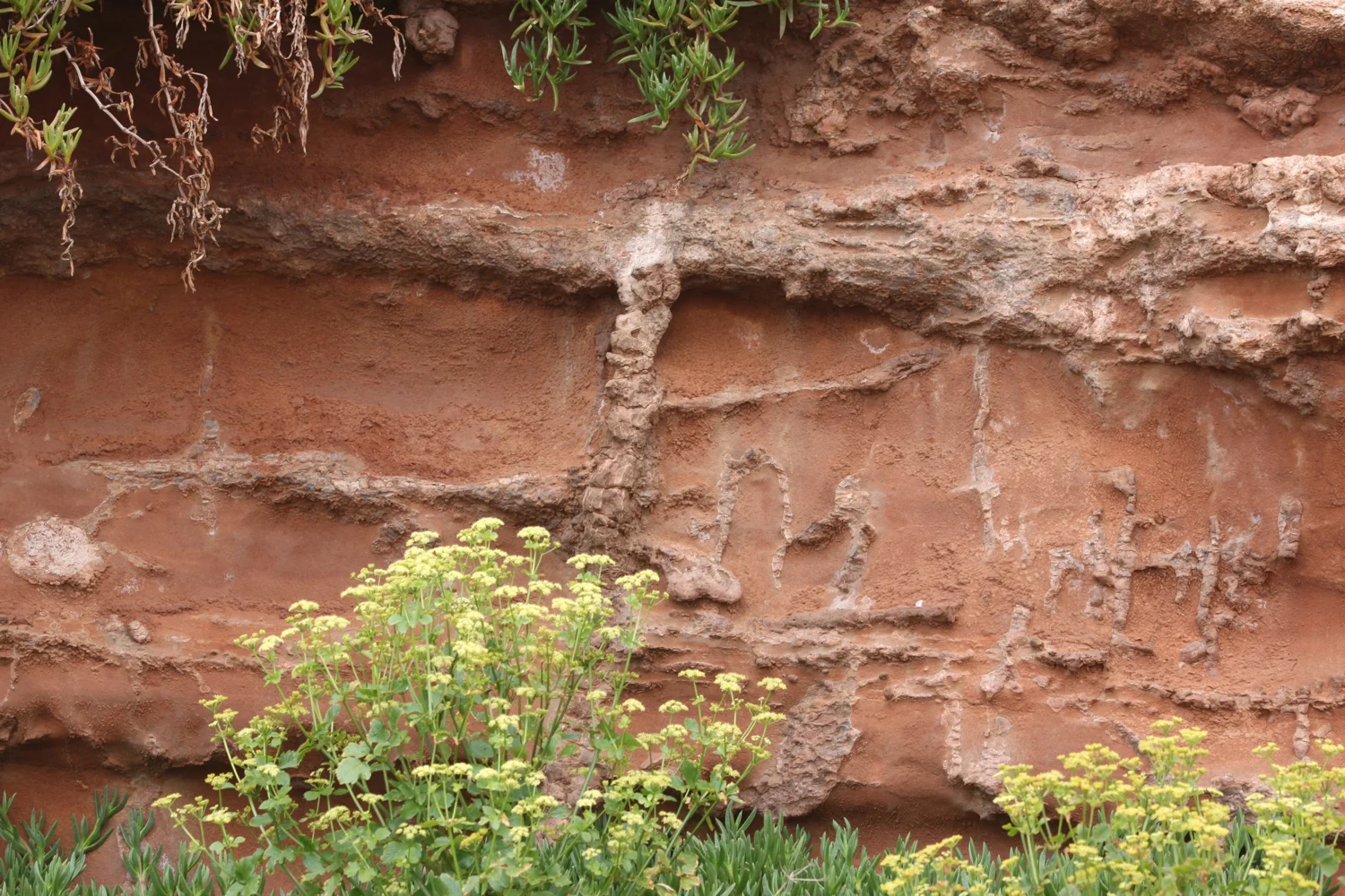 fossil roots